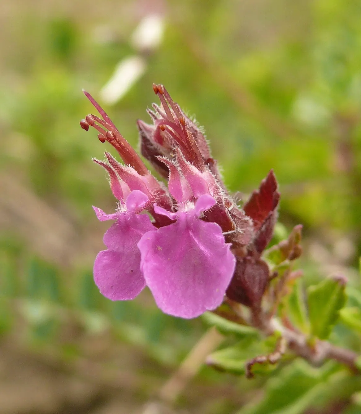 Wall Germander (Teucrium X Lucidrys) — with a spread of 18-24 inches; glossy green leaves and a dense, image 60