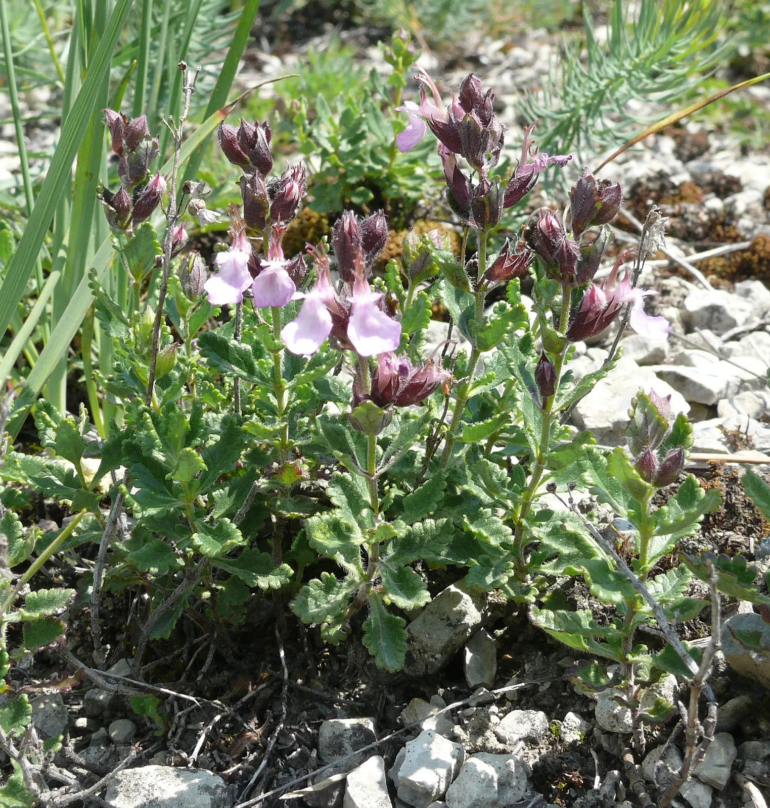 Wall Germander (Teucrium X Lucidrys) — thanks to its uniform growth and ability to withstand pruning
