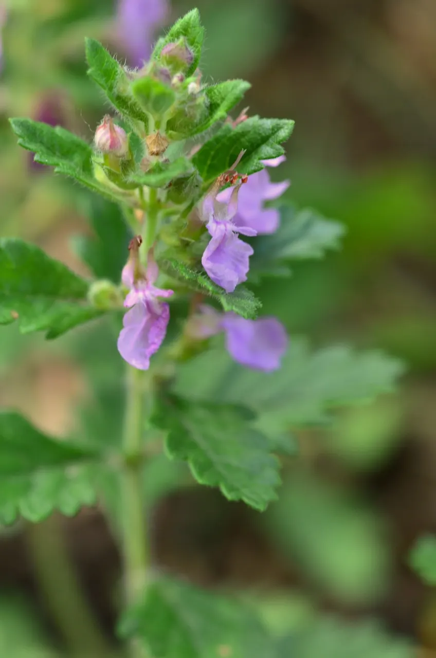 Wall Germander (Teucrium X Lucidrys) — offering year-round texture and summer color with its resilient nature