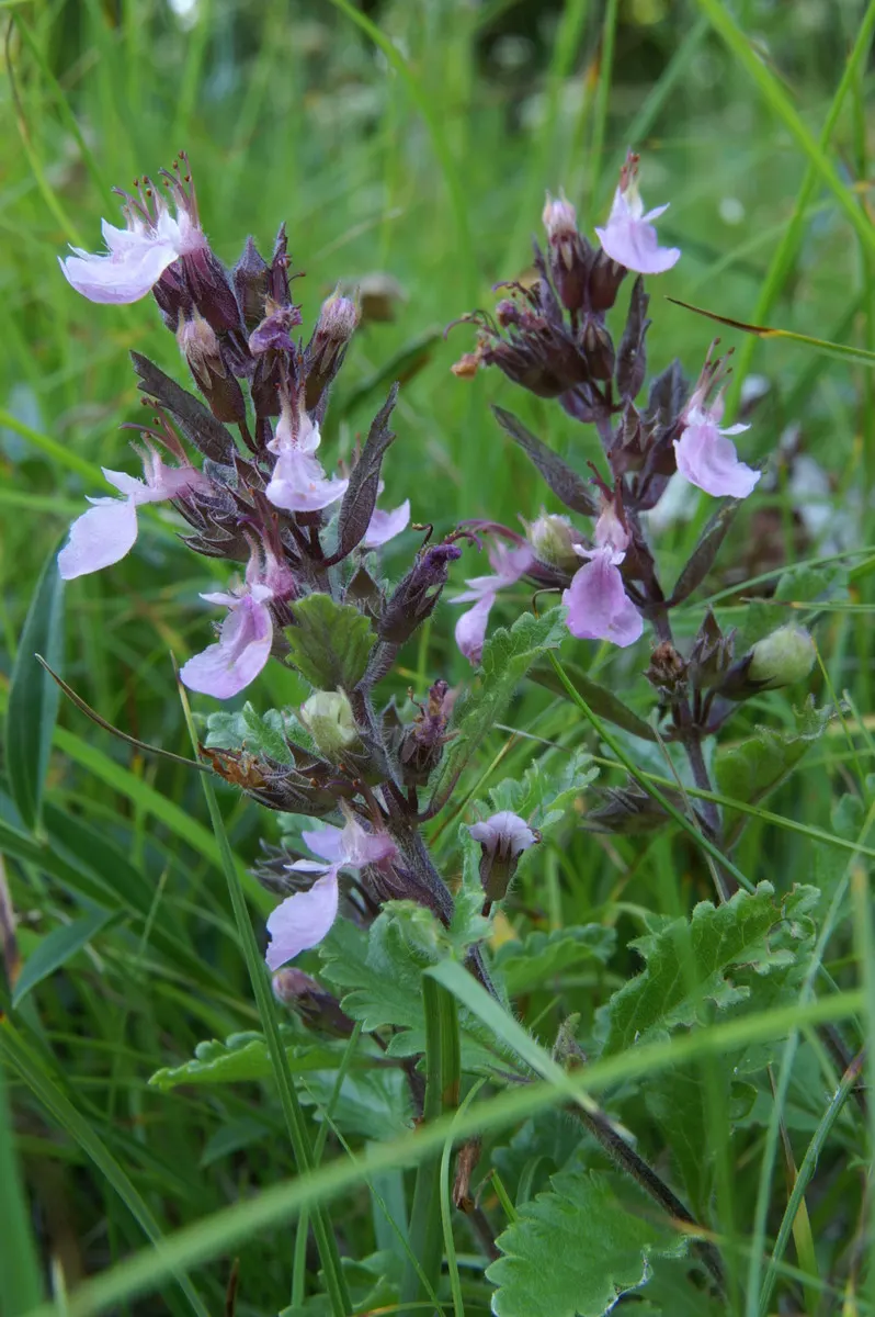 Wall Germander (Teucrium X Lucidrys) — It boasts glossy, dark green leaves and spikes of small pink flowers in summer