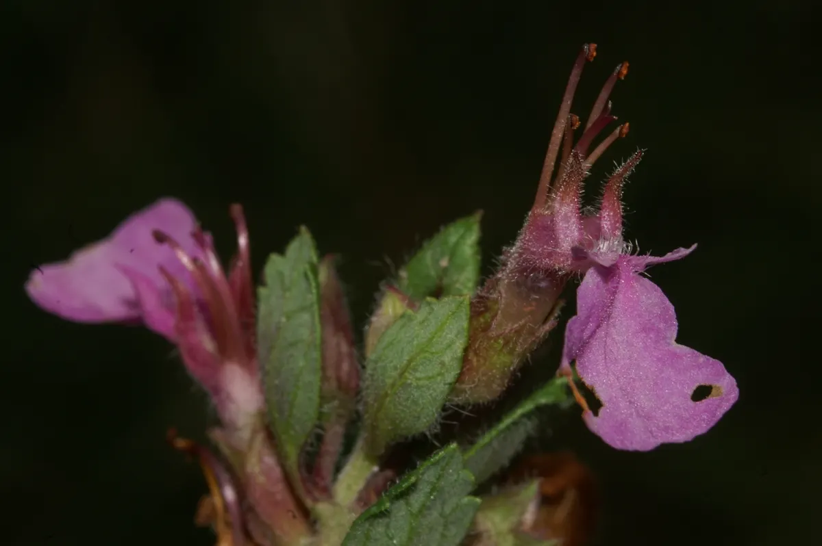 Wall Germander (Teucrium X Lucidrys) — With its origins in the Mediterranean