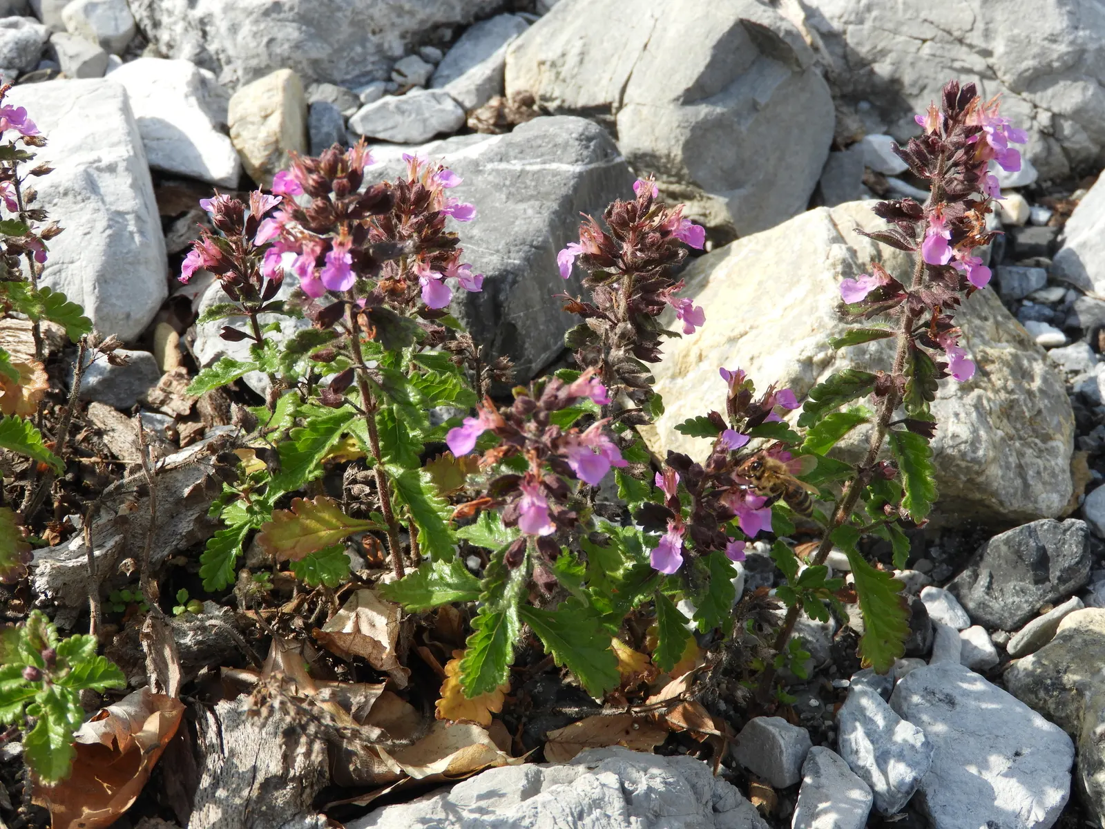 Wall Germander (Teucrium X Lucidrys) — glossy green leaves and a dense; you might use it to edge herb gardens or pathways, image 69