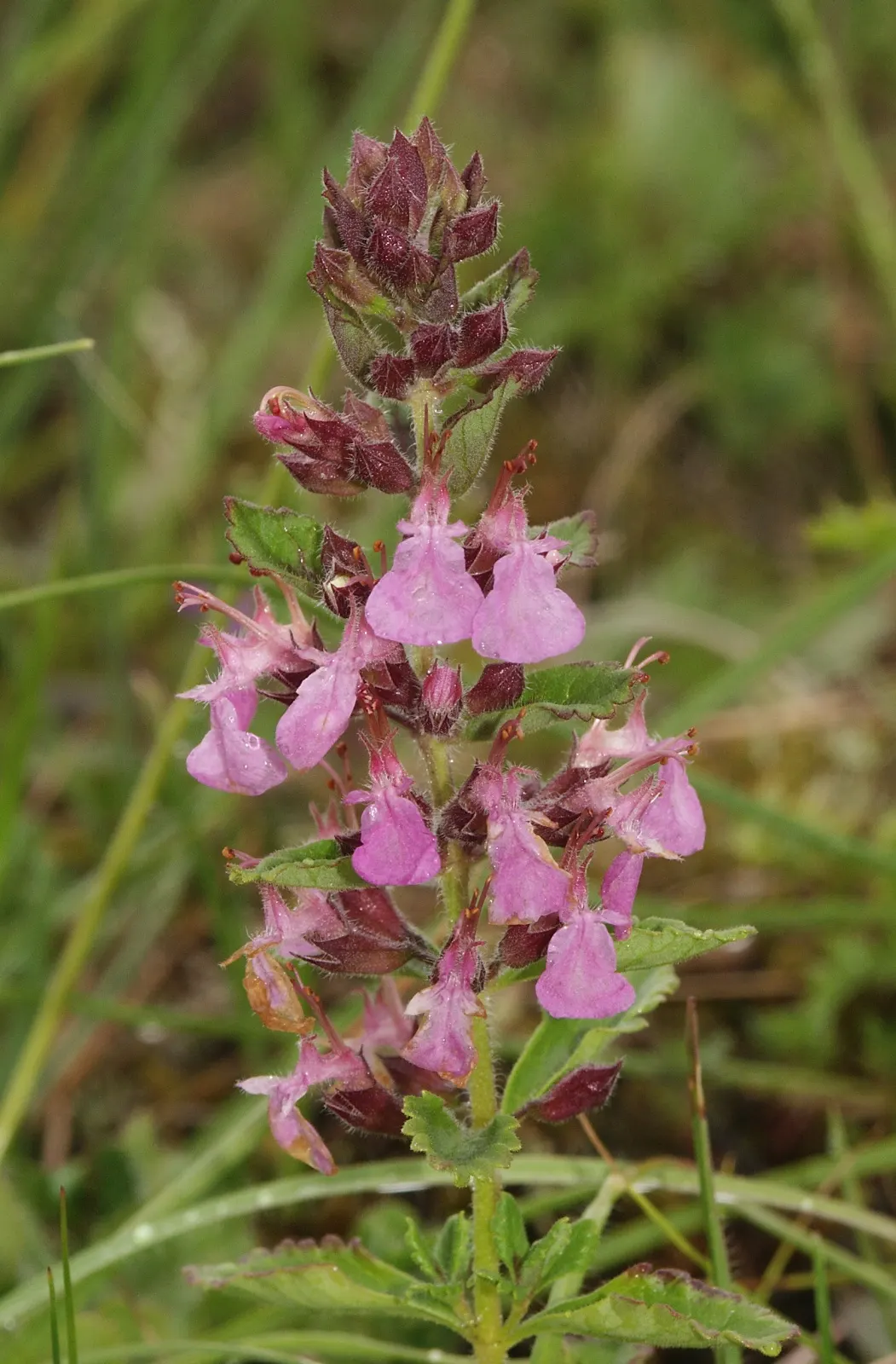 Wall Germander (Teucrium X Lucidrys) — giving a formal structure with its neat; ground cover / herb / shrub for full, image 75