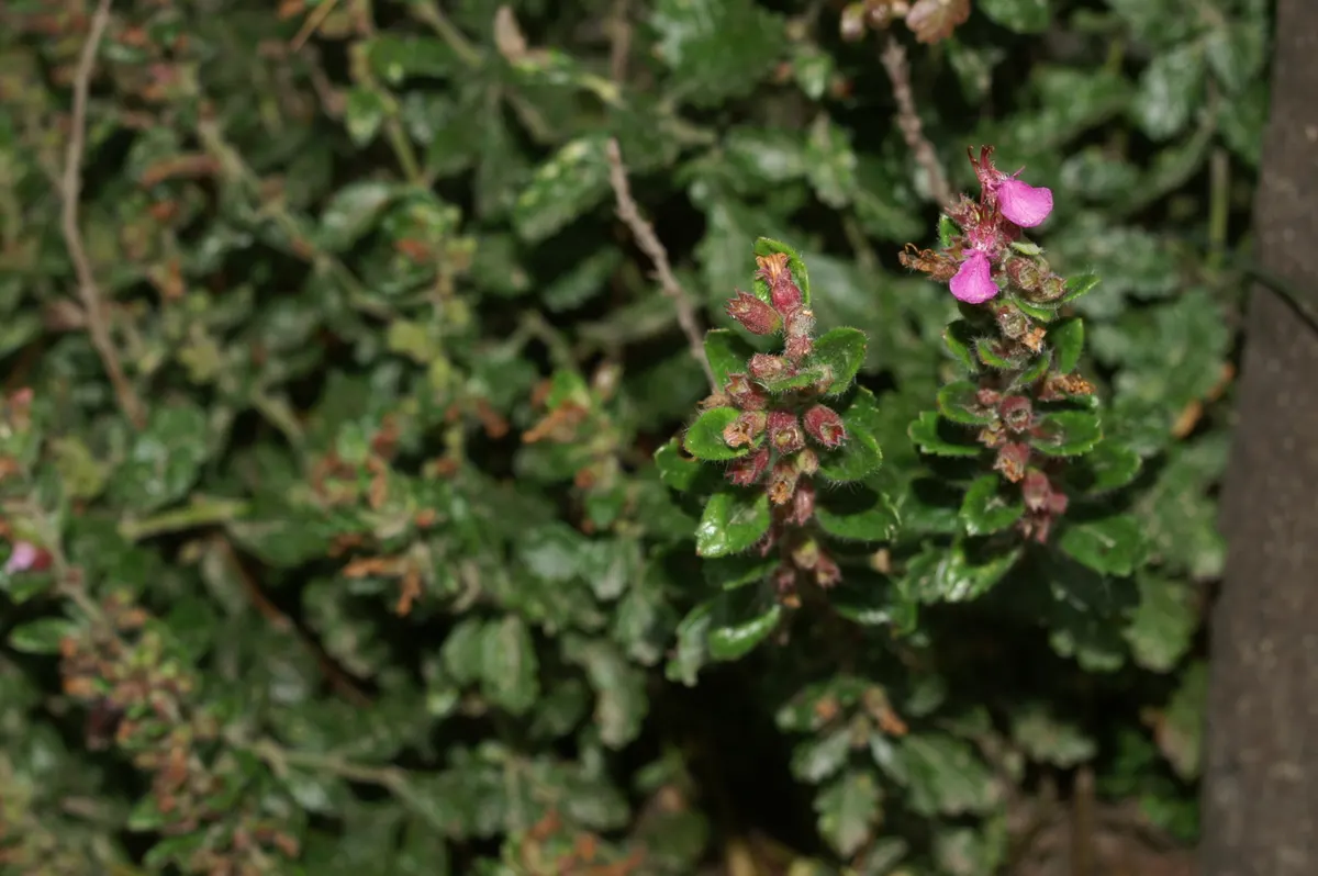 Wall Germander (Teucrium X Lucidrys) — Drought-resistant once established, it provides a formal look with minimal maintenance; it boasts glossy, dark green
