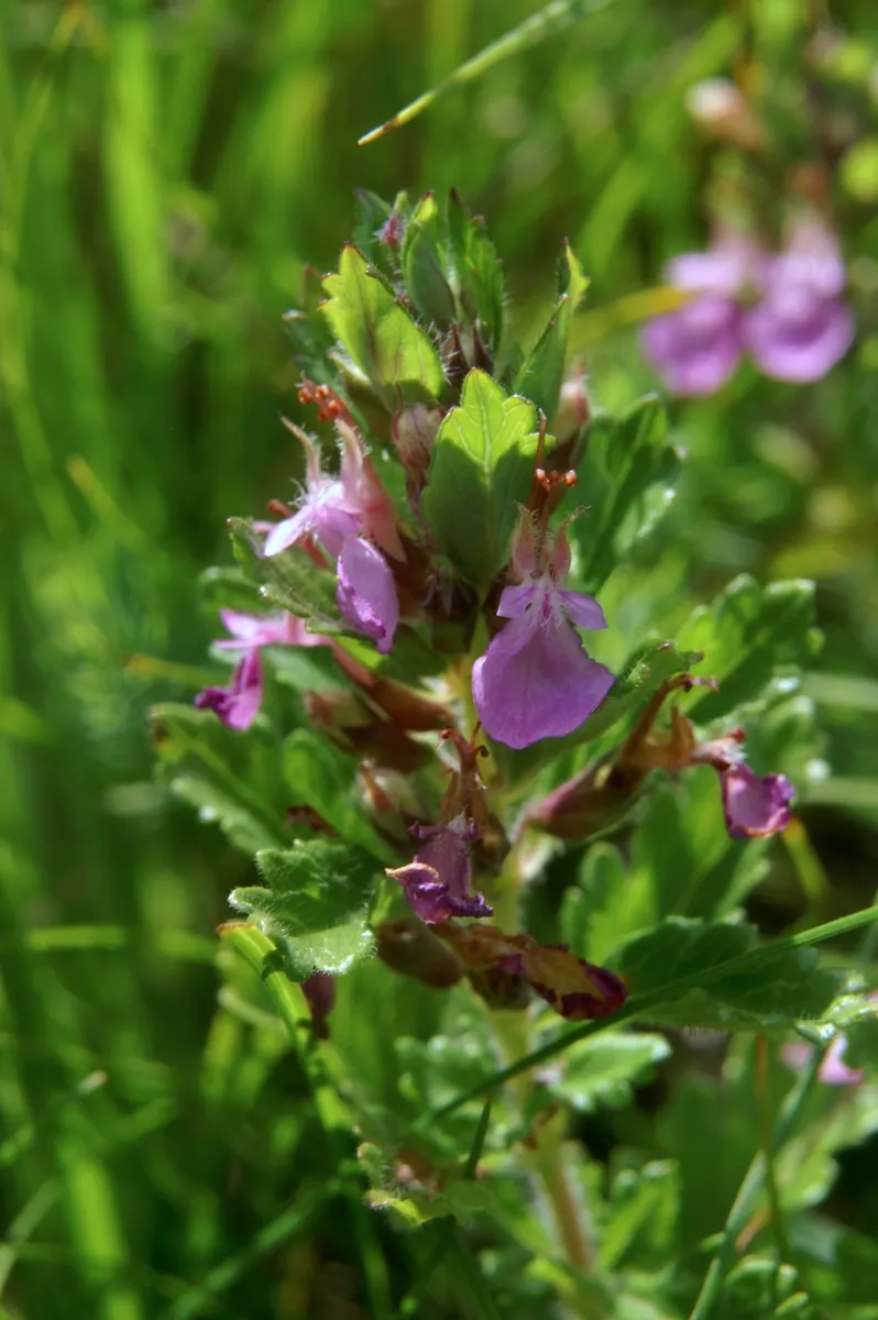 Wall Germander (Teucrium X Lucidrys) — <br><br>For optimal growth