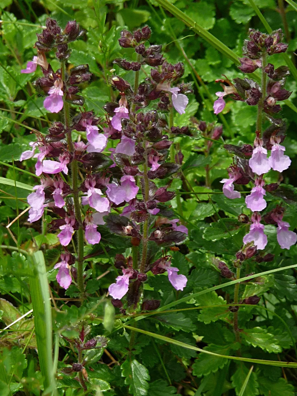 Wall Germander (Teucrium X Lucidrys) — thanks to its uniform growth and ability to withstand pruning, image 44