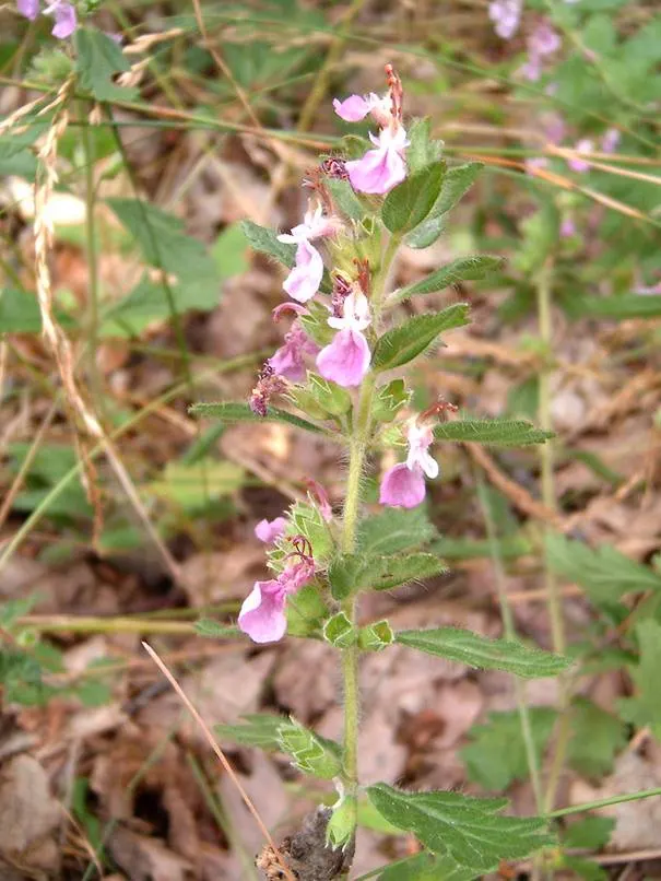 Wall Germander (Teucrium X Lucidrys) — It can serve as an excellent low hedge or border plant