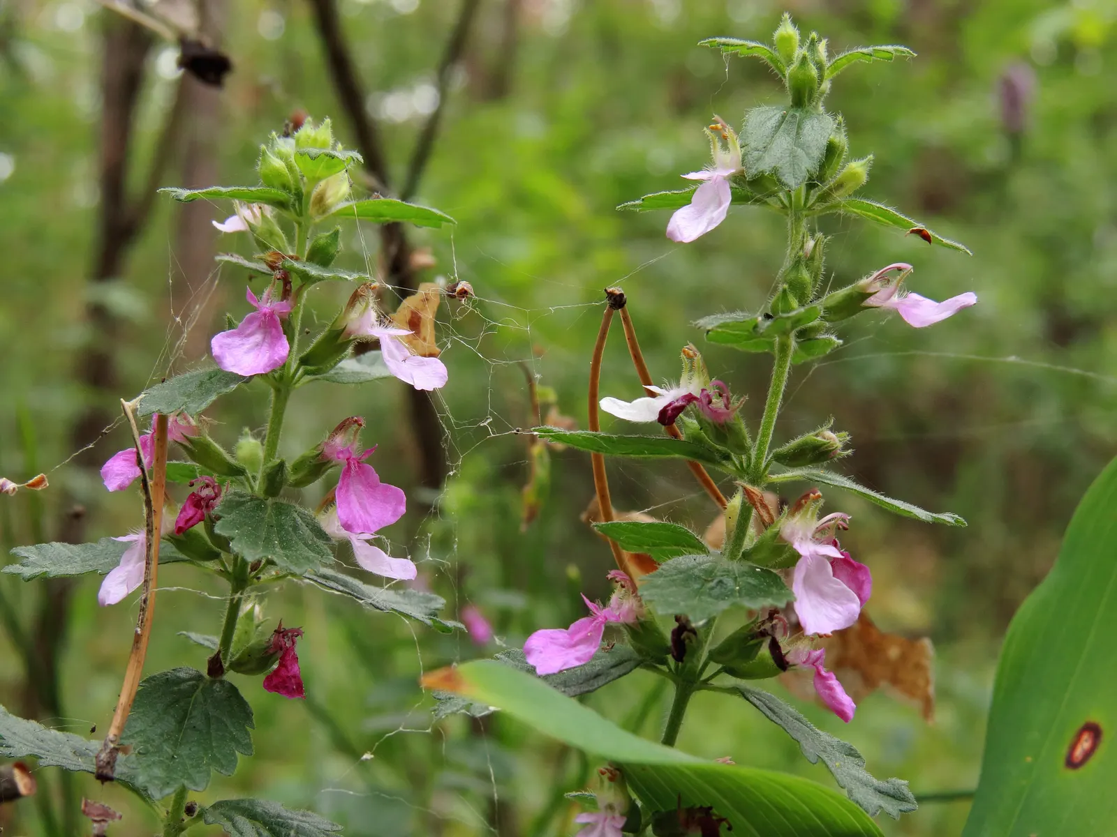 Wall Germander (Teucrium X Lucidrys) — It boasts glossy, dark green leaves and spikes of small pink flowers in summer; <br><br>For optimal growth, image 61
