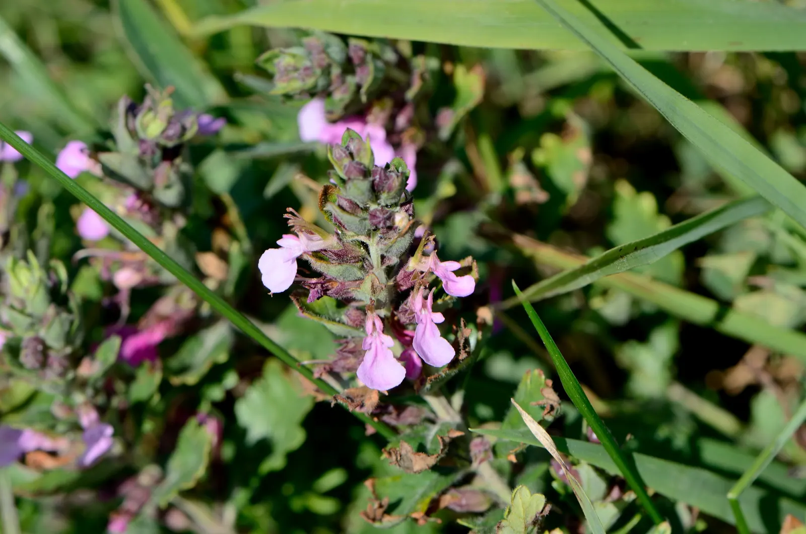 Wall Germander (Teucrium X Lucidrys) — <br><br>For optimal growth; perennial subshrub that offers both ornamental appeal and practical uses in, image 76