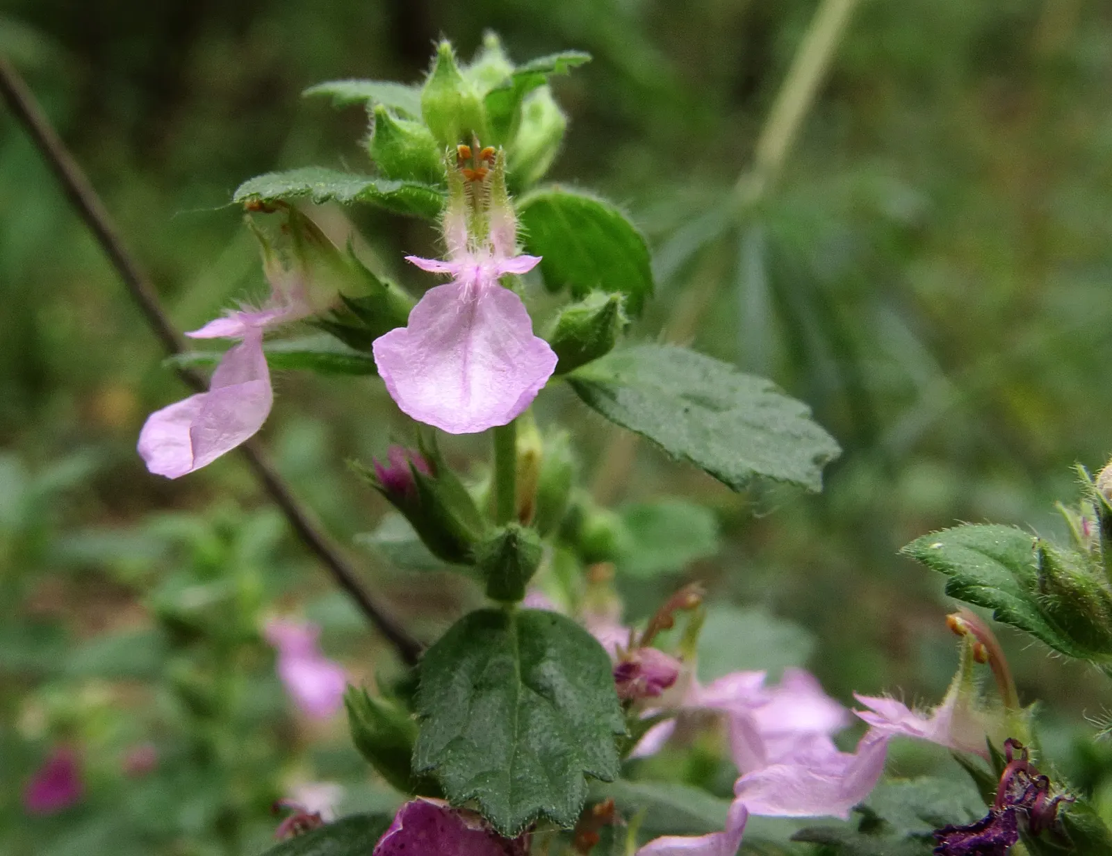 Wall Germander (Teucrium X Lucidrys) — <br><br>With minimal care; it demands well-drained soil