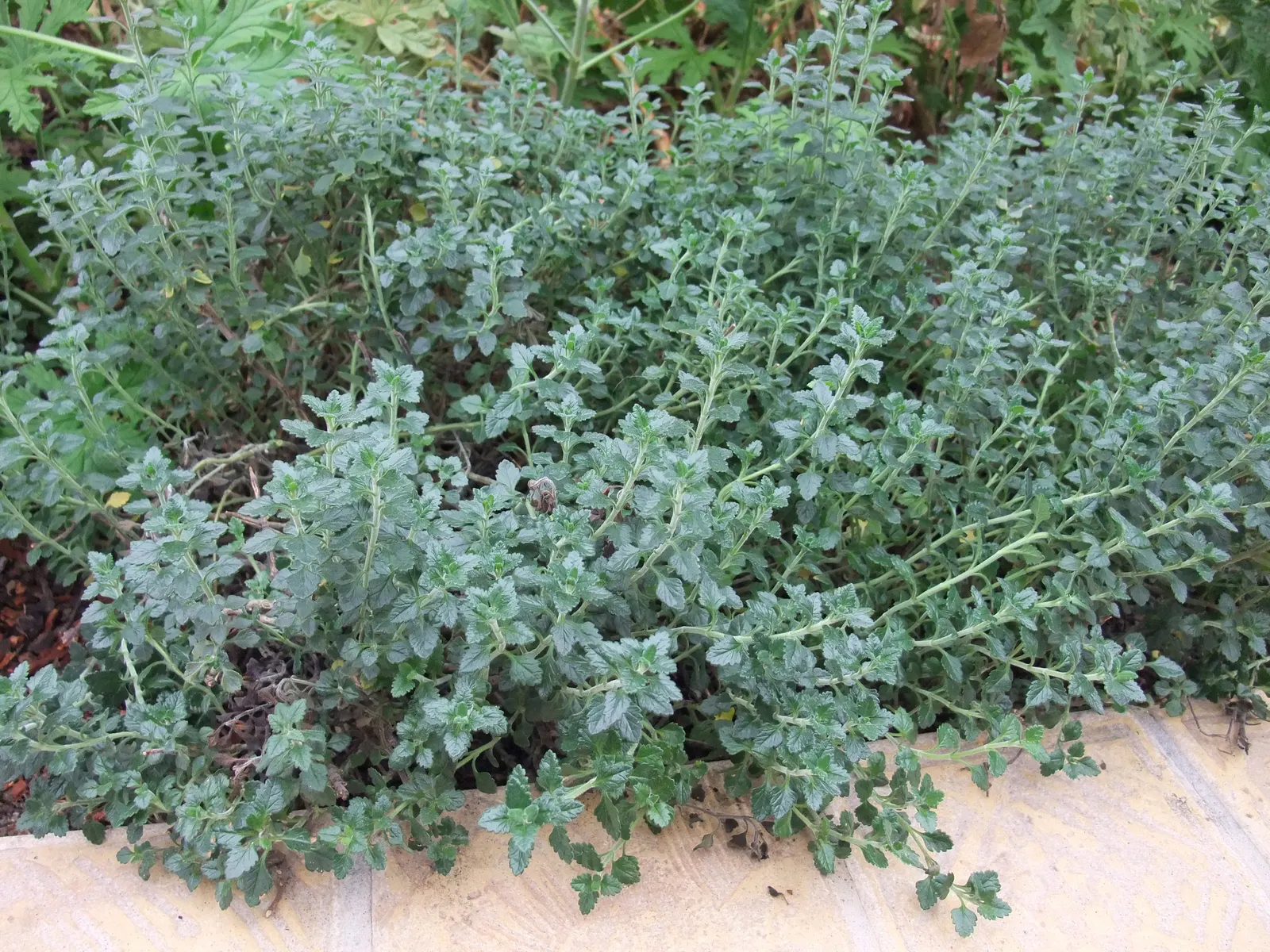 Wall Germander (Teucrium X Lucidrys) — It boasts glossy, dark green leaves and spikes of small pink flowers in summer; <br><br>For optimal growth