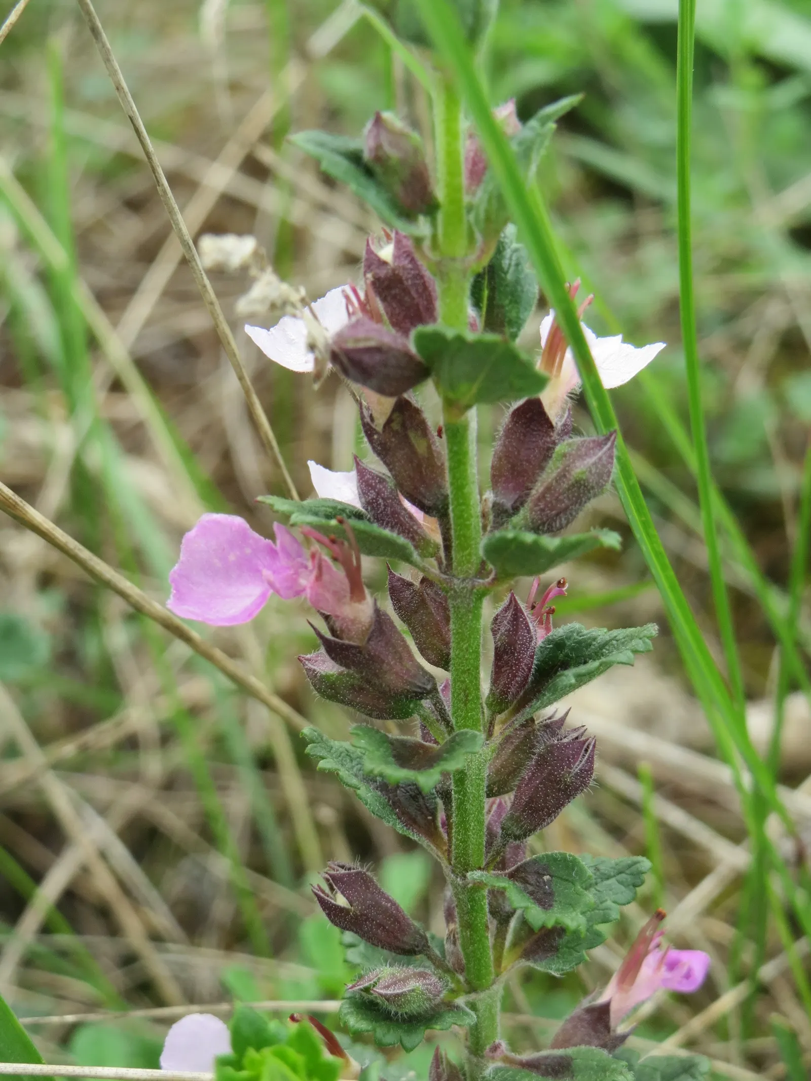 Wall Germander (Teucrium X Lucidrys) — commonly known as Wall Germander; signifying its adaptability to a range of climatic conditions