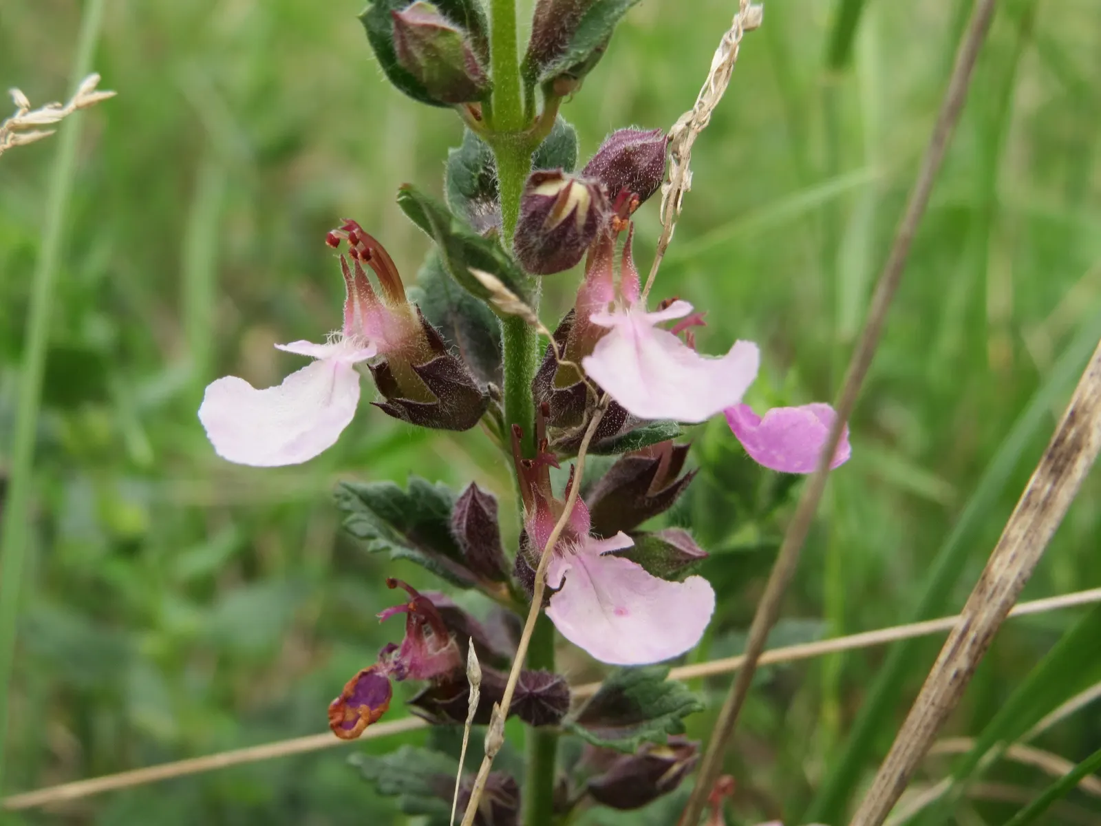 Wall Germander (Teucrium X Lucidrys) — white flowers in the garden