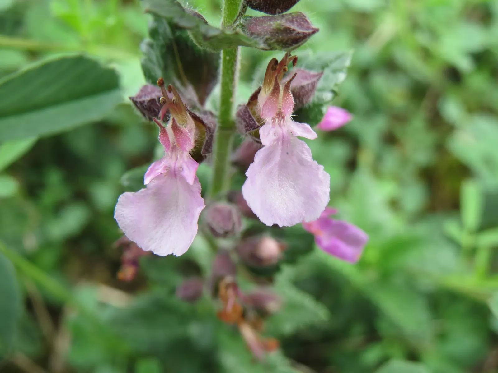 Wall Germander (Teucrium X Lucidrys) — with a spread of 18-24 inches