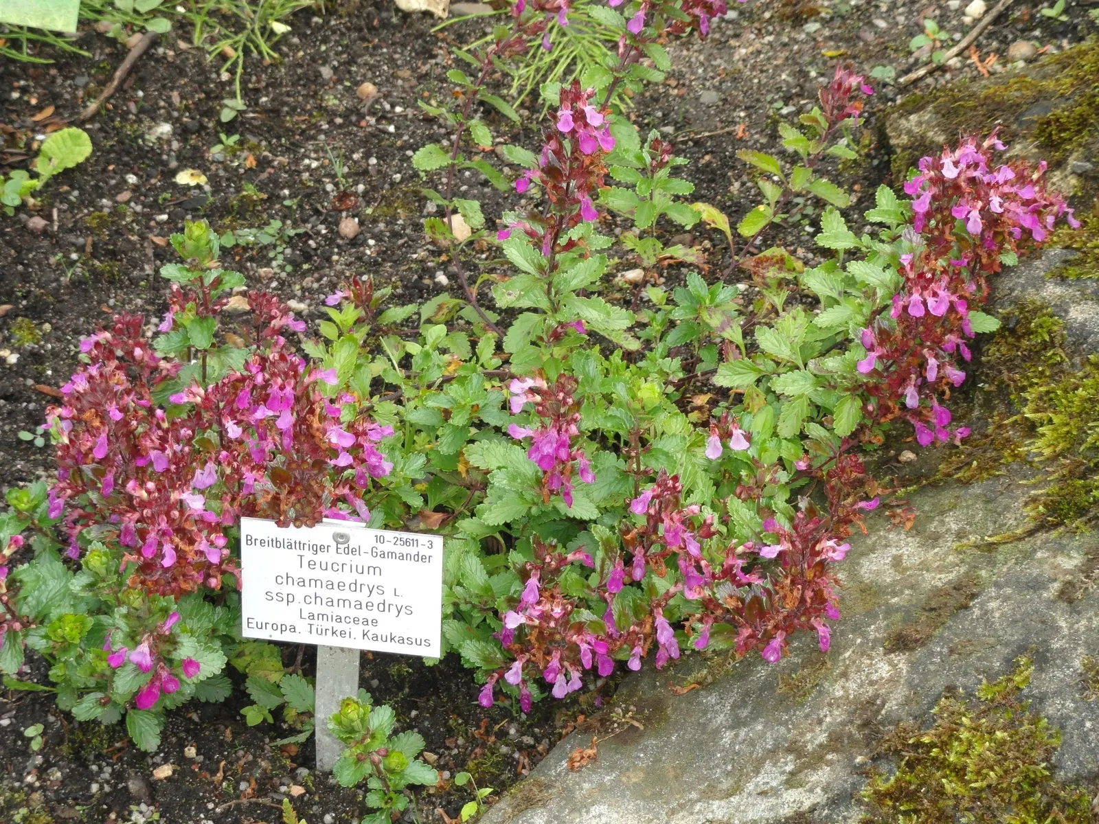 Wall Germander (Teucrium X Lucidrys) — <br><br>For optimal growth; perennial subshrub that offers both ornamental appeal and practical uses in landscape design