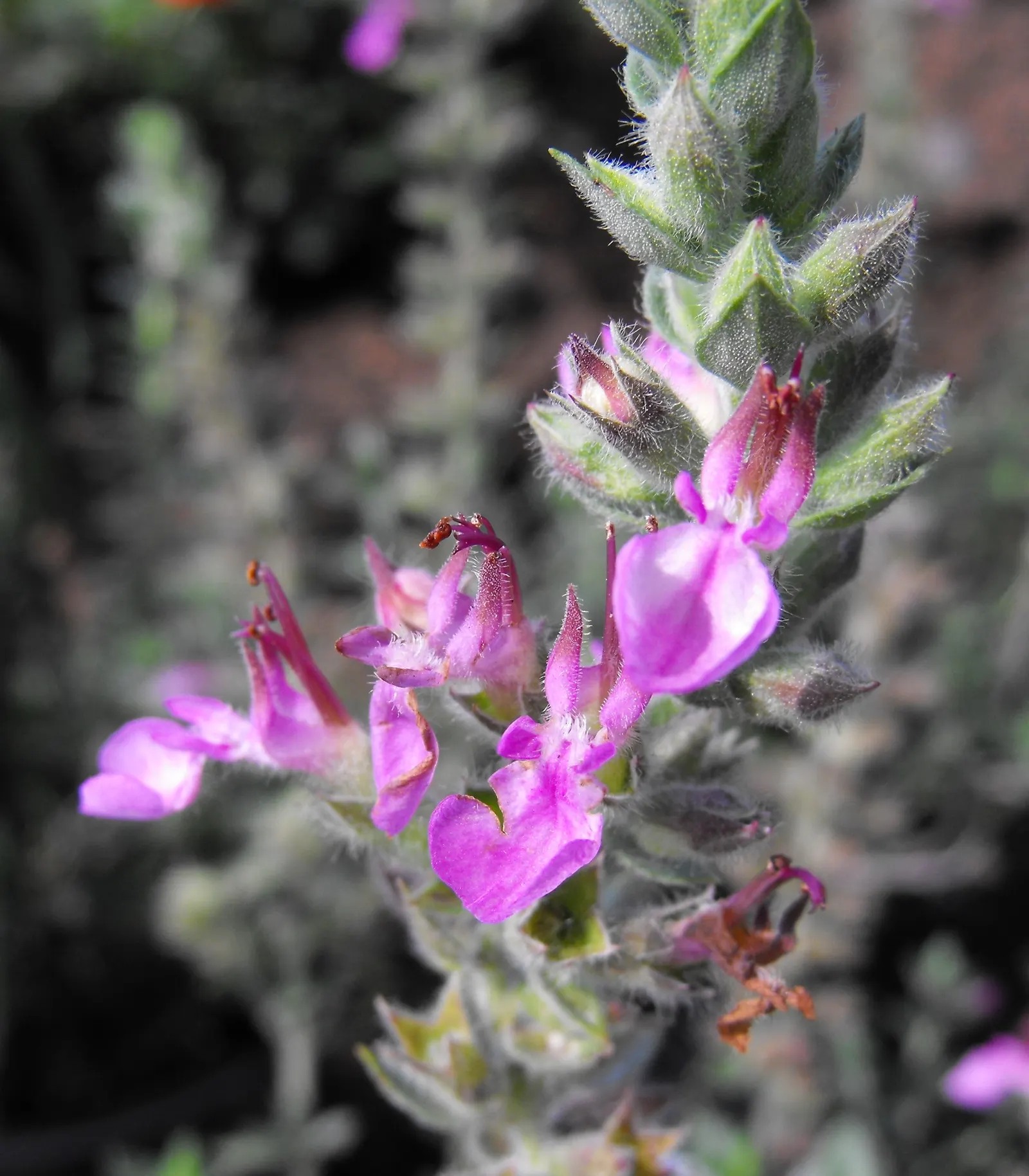 Wall Germander (Teucrium X Lucidrys) — is a robust evergreen sub-shrub reaching 12-18 inches tall