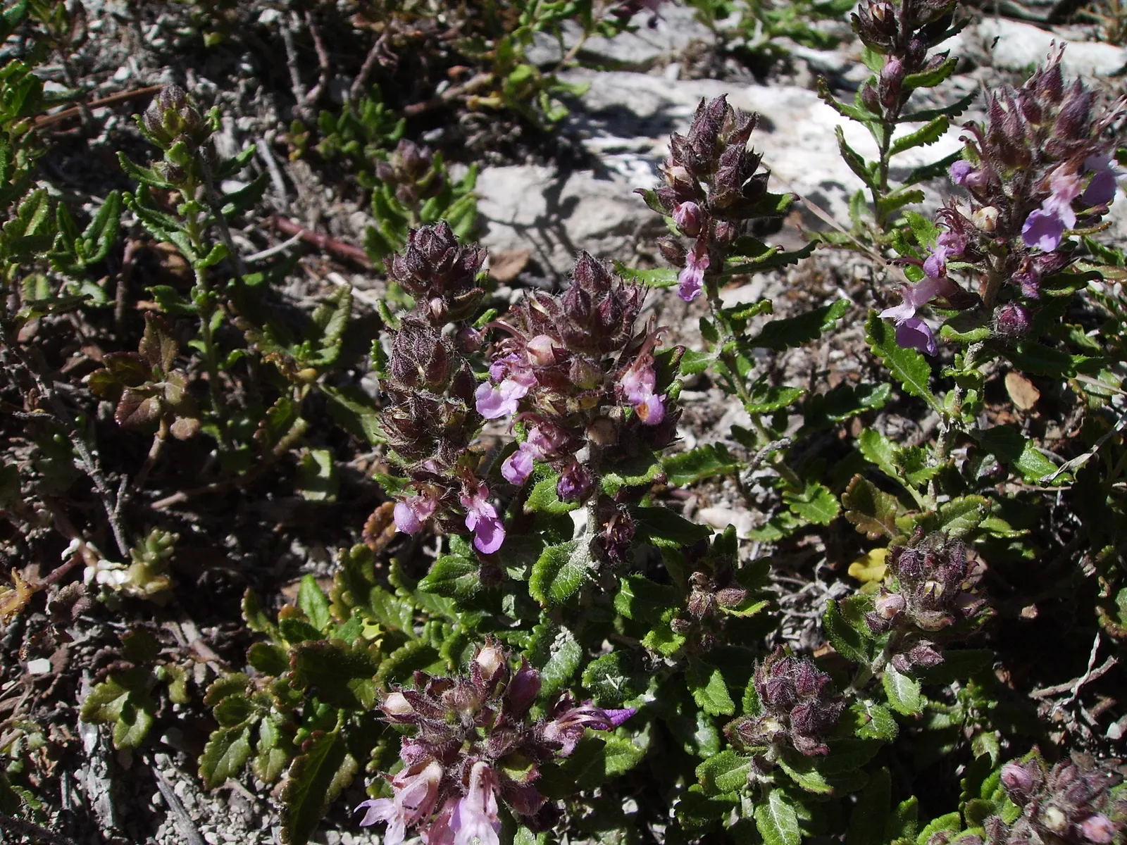 Wall Germander (Teucrium X Lucidrys) — is a robust evergreen sub-shrub reaching 12-18 inches tall; ideal for low hedges or edging; thrives in well-drained soil