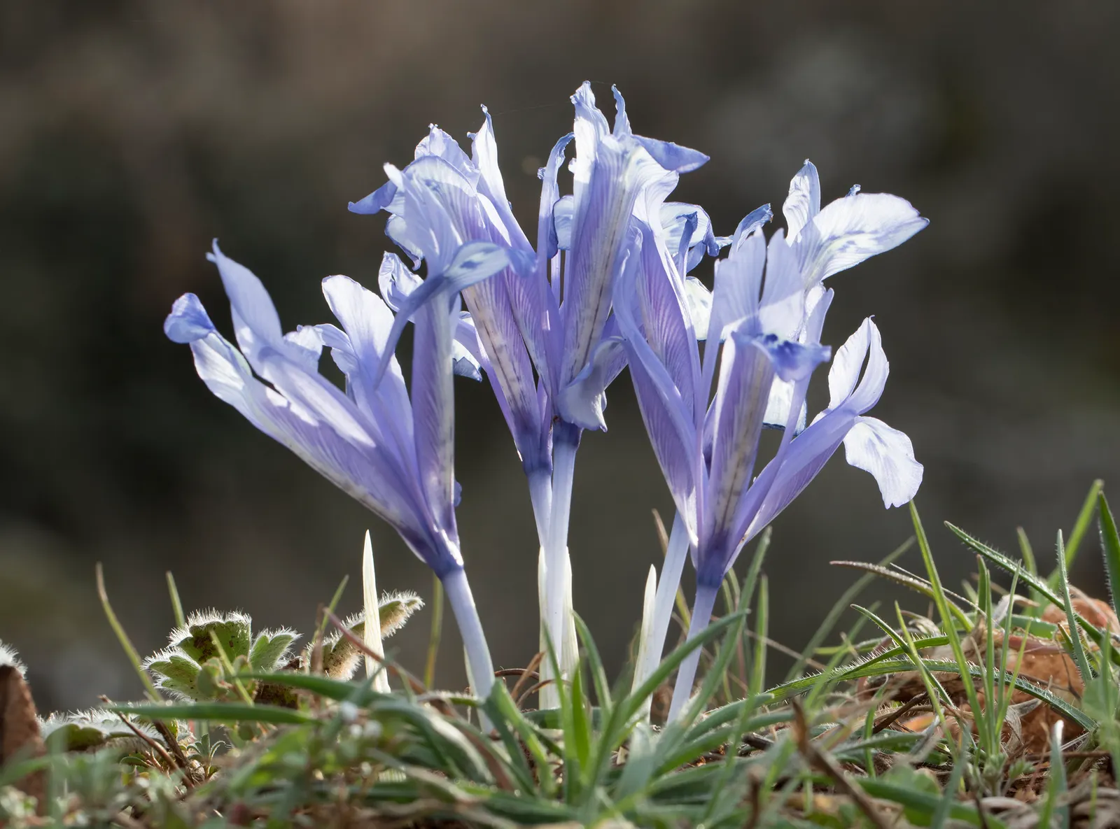 Reticulated Iris (Iris Reticulata) — Minimal maintenance is required, just ensure to avoid overly wet conditions, which can lead to bulb rot; blue, image 63
