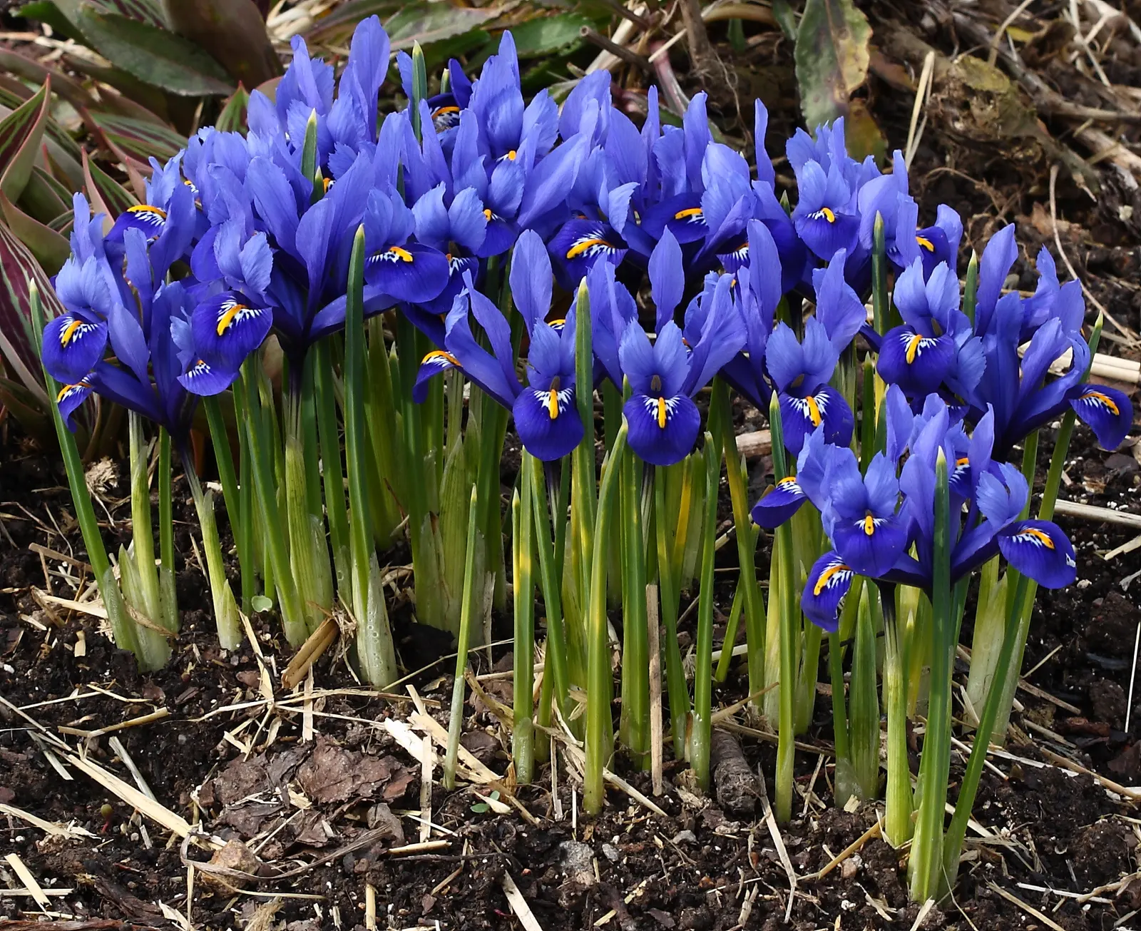 Reticulated Iris (Iris Reticulata) — blue flowers in the garden; ideal for rock gardens and borders, it offers an early pop of color, image 64