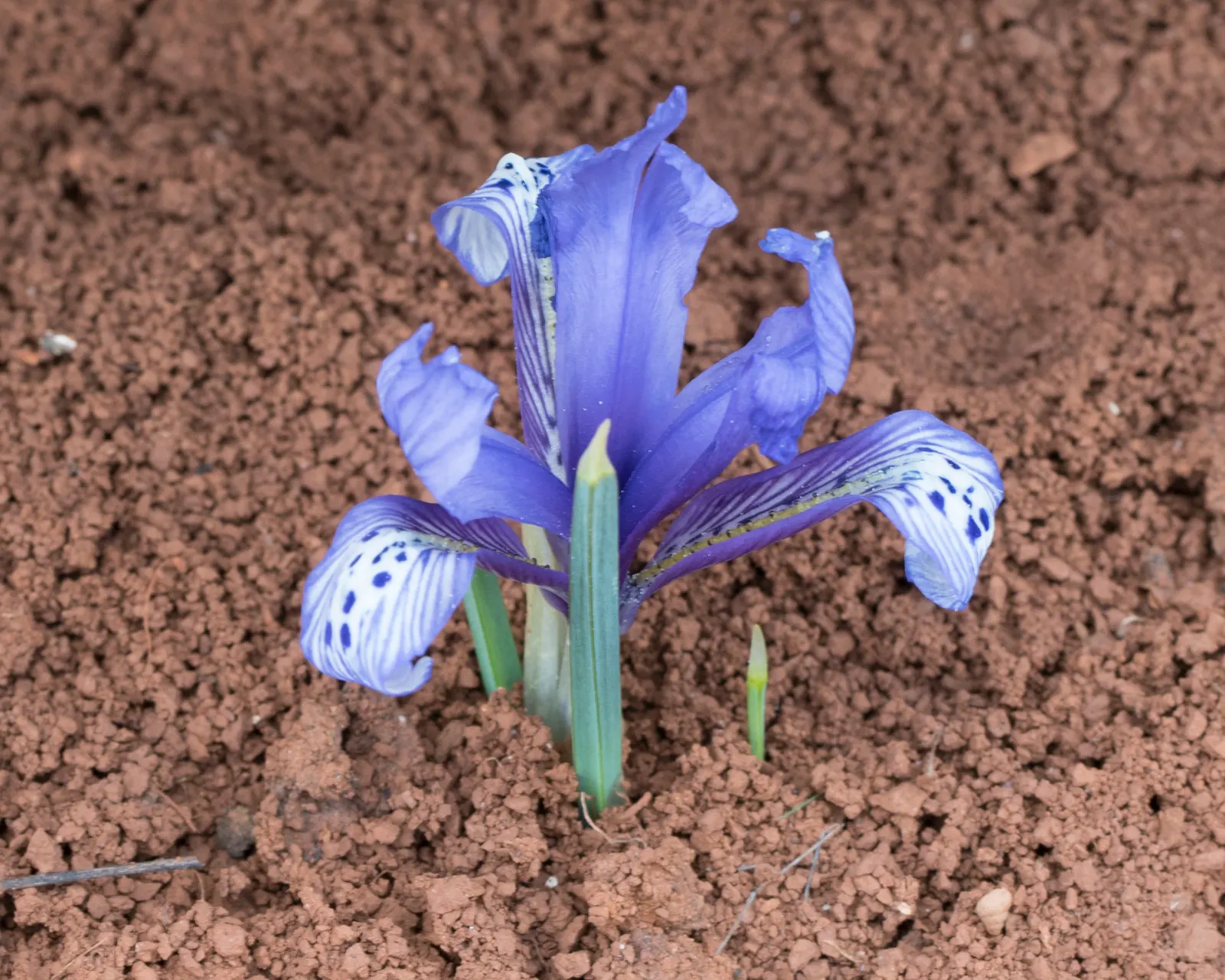 Reticulated Iris (Iris Reticulata) — to ensure a vivid display come springtime; the Reticulated Iris (Iris reticulata), image 58