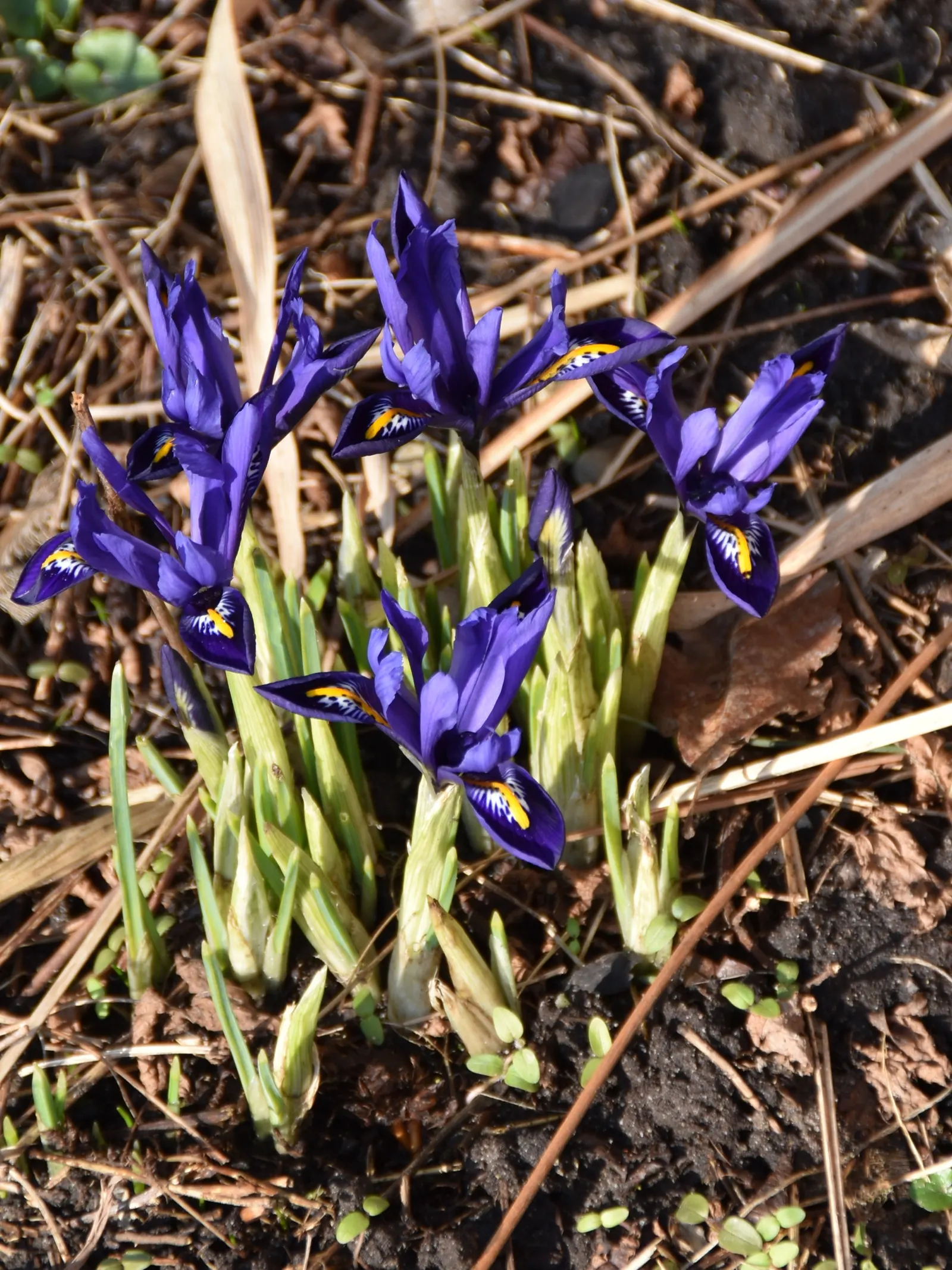 Reticulated Iris (Iris Reticulata) — to ensure a vivid display come springtime; the Reticulated Iris (Iris reticulata)