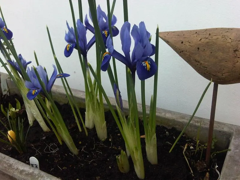 Reticulated Iris (Iris Reticulata) — The Reticulated Iris is hardy in USDA zones 5 through 9