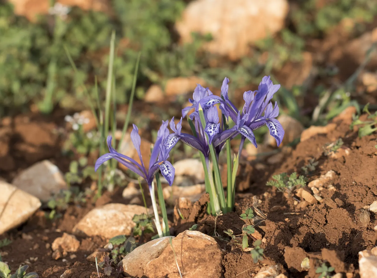 Reticulated Iris (Iris Reticulata) — perennial for full or half; minimal maintenance is required, just ensure to avoid overly wet conditions, which, image 66