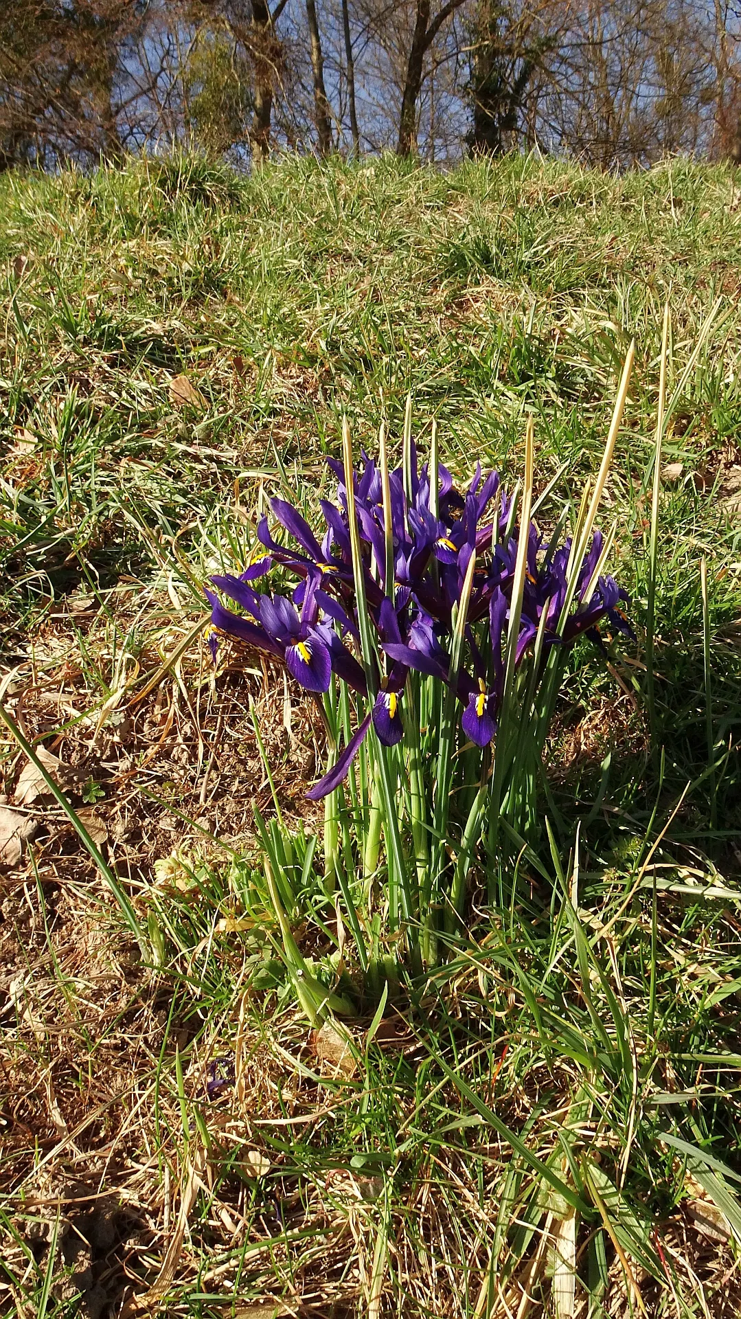 Reticulated Iris (Iris Reticulata) — Originating from Turkey and the Caucasus region; the Reticulated Iris (Iris reticulata) is a spring-blooming, image 54