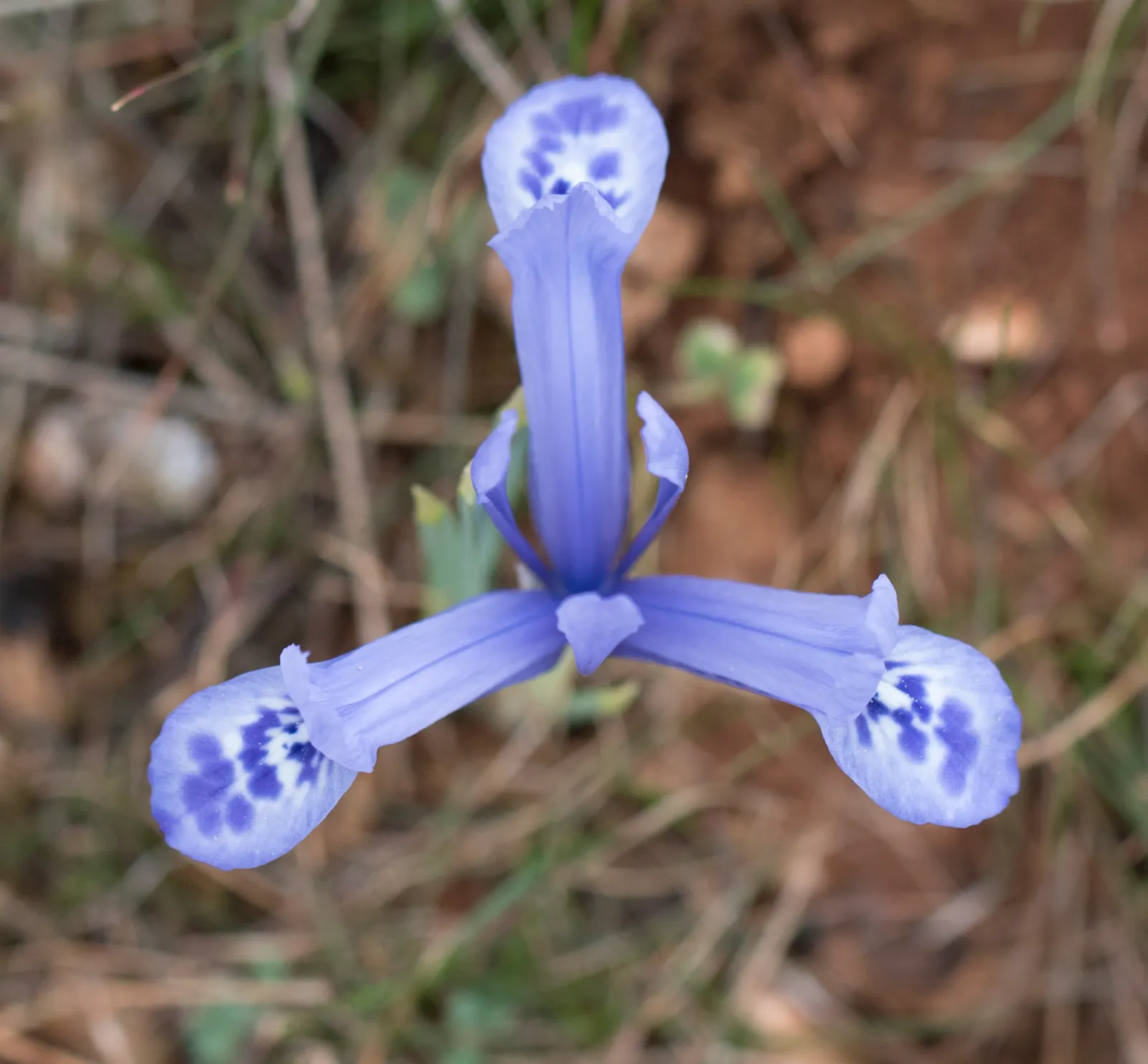 Reticulated Iris (Iris Reticulata) — The Reticulated Iris is hardy in USDA zones 5 through 9; to ensure a vivid display come springtime