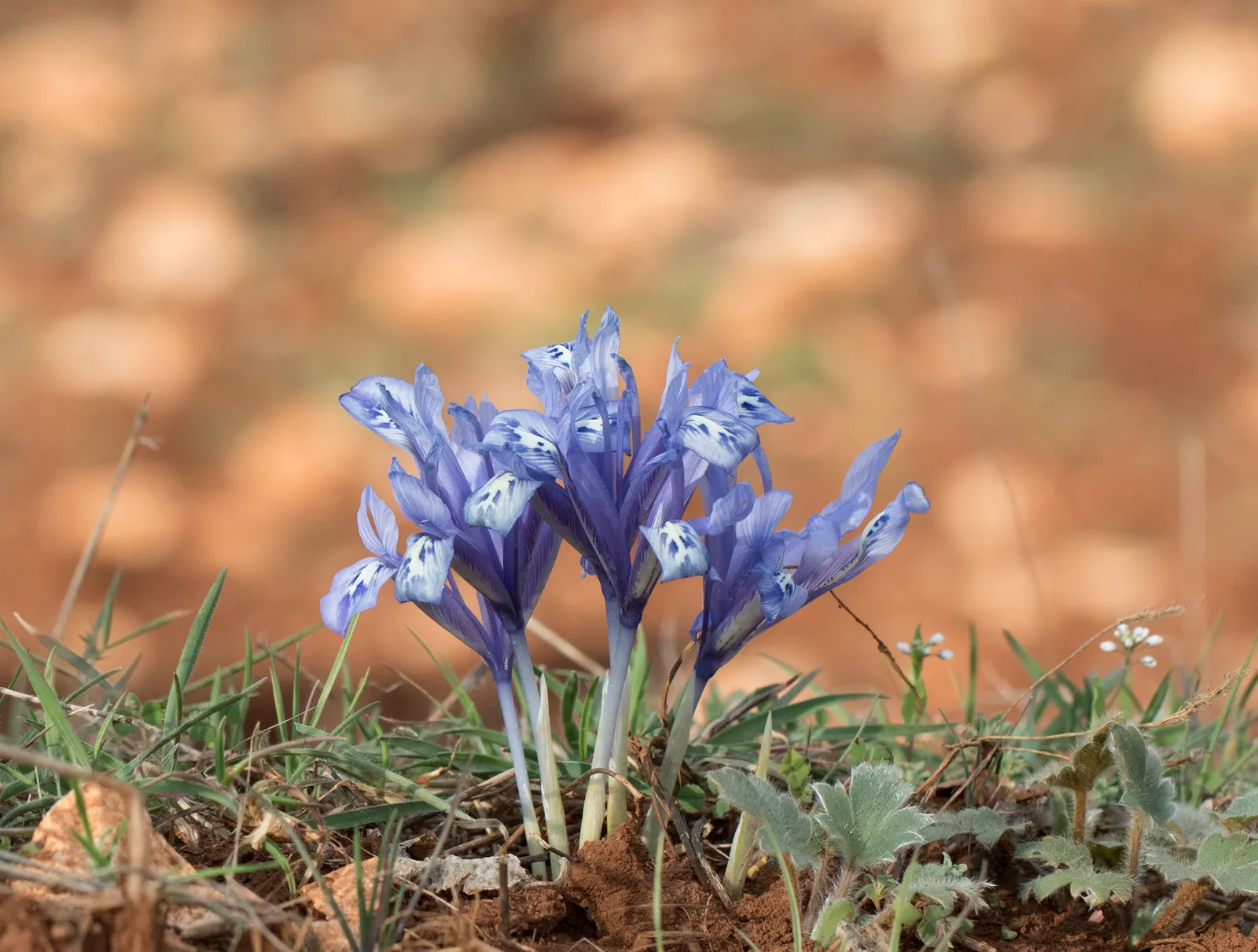 Reticulated Iris (Iris Reticulata) — The Reticulated Iris (Iris reticulata)