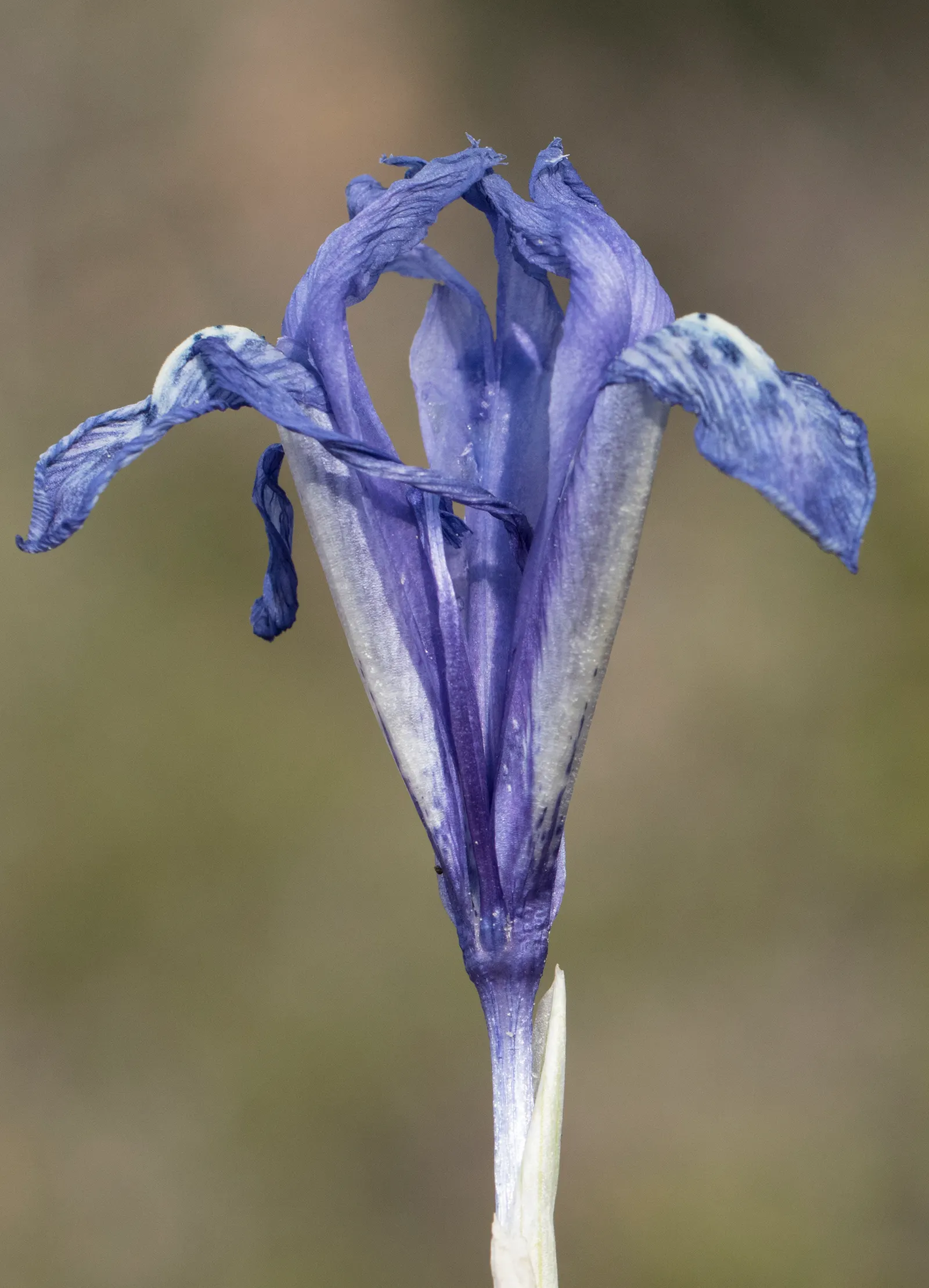 Reticulated Iris (Iris Reticulata) — Hardy in zones 4 through 9, it naturalizes well, ensuring yearly displays; clumping form of the foliage