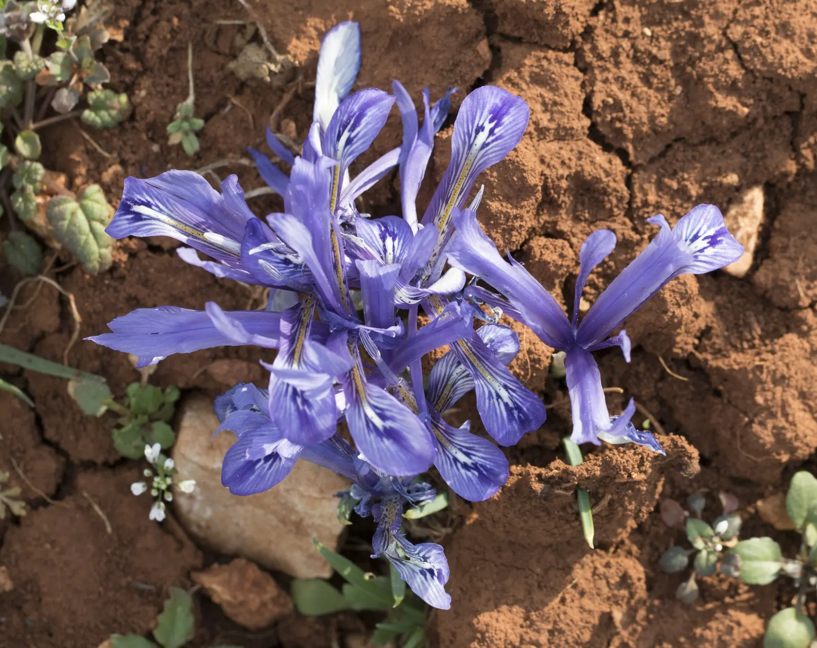 Reticulated Iris (Iris Reticulata) — Standing about 4-6 inches tall, each stem flaunts blooms with a captivating pattern; provides a complementary, image 47