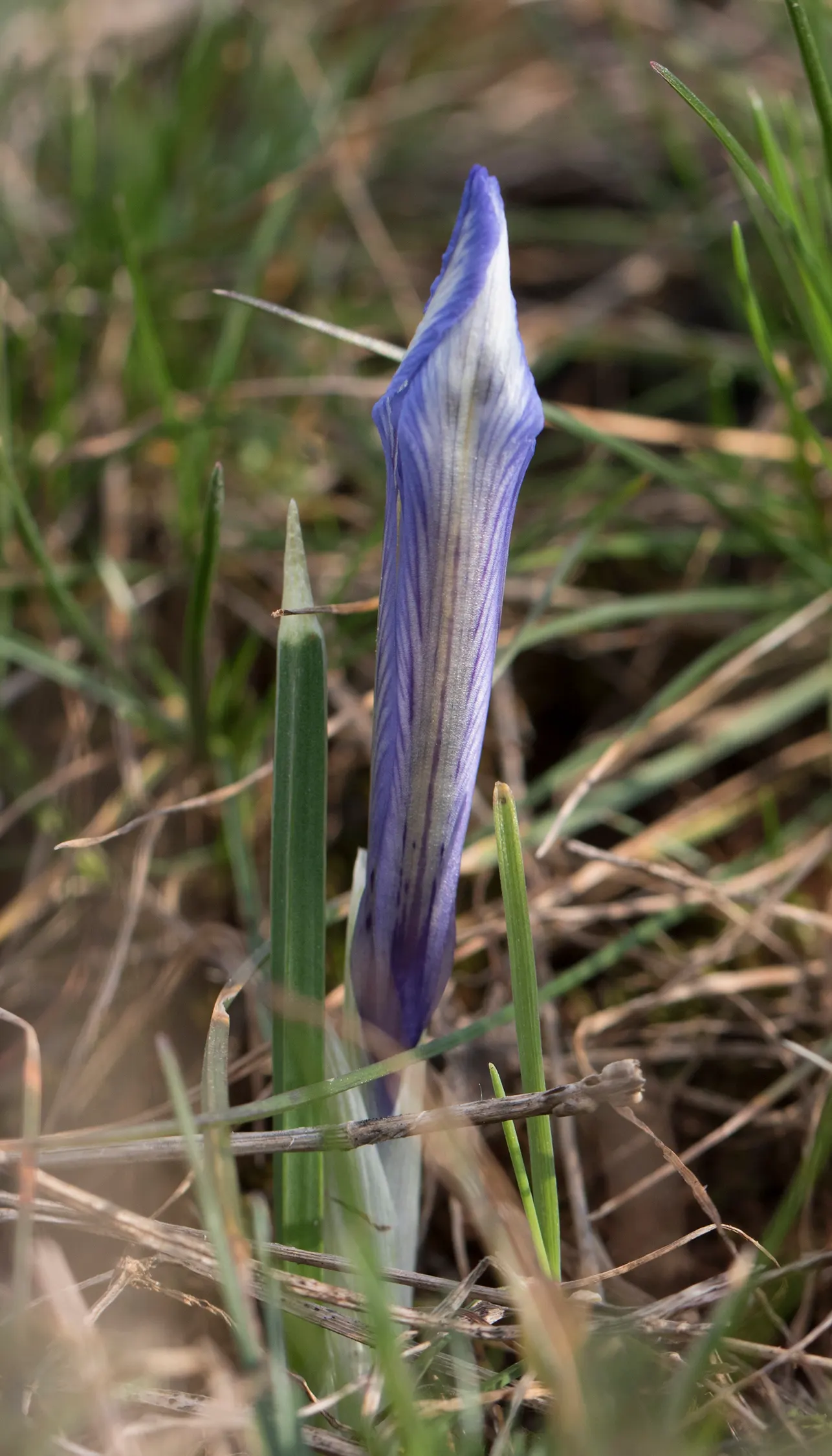 Reticulated Iris (Iris Reticulata) — consider incorporating this gem into rock gardens; perennial with blue blooms, image 60