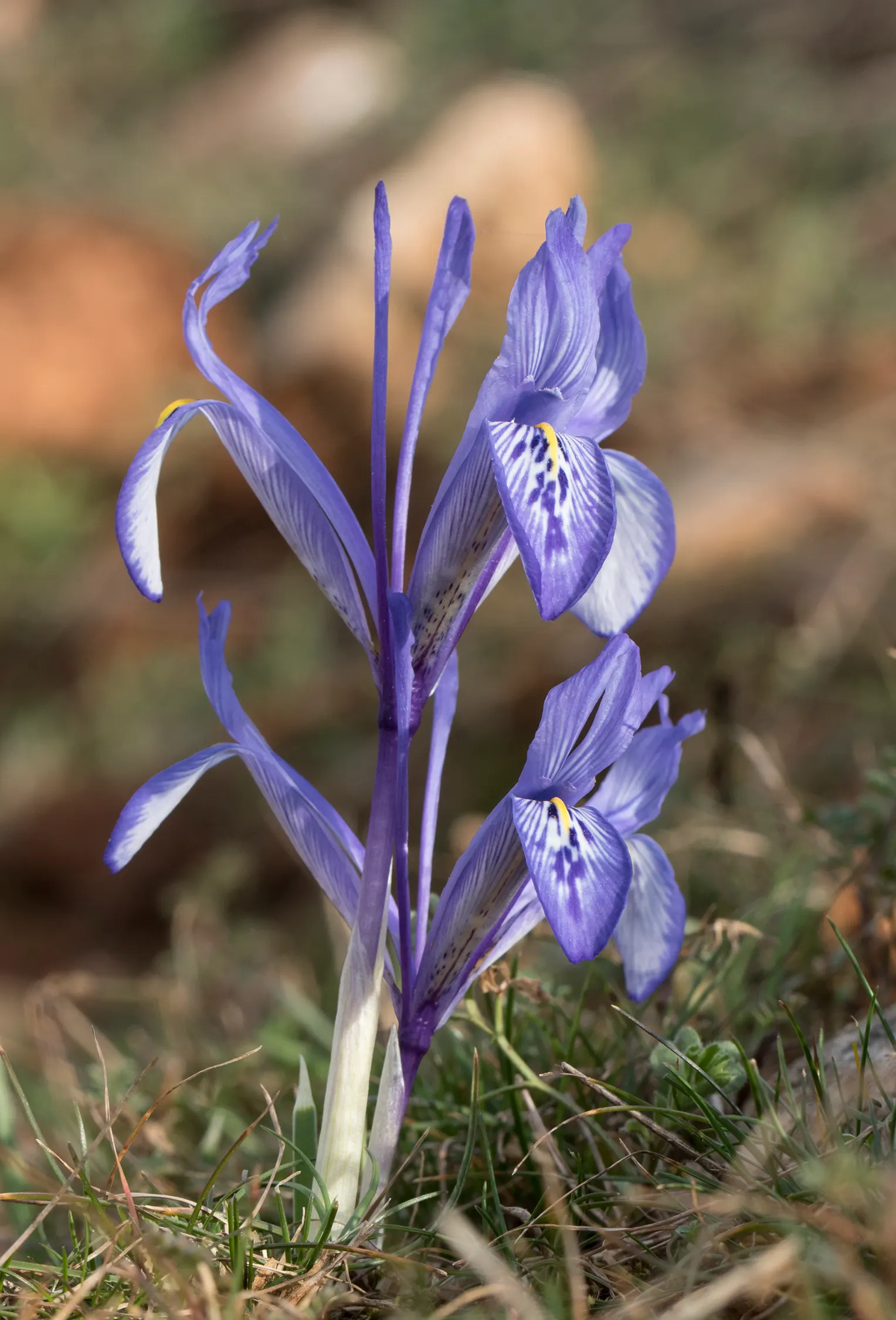 Reticulated Iris (Iris Reticulata) — offers a splendid burst of color to any landscape design