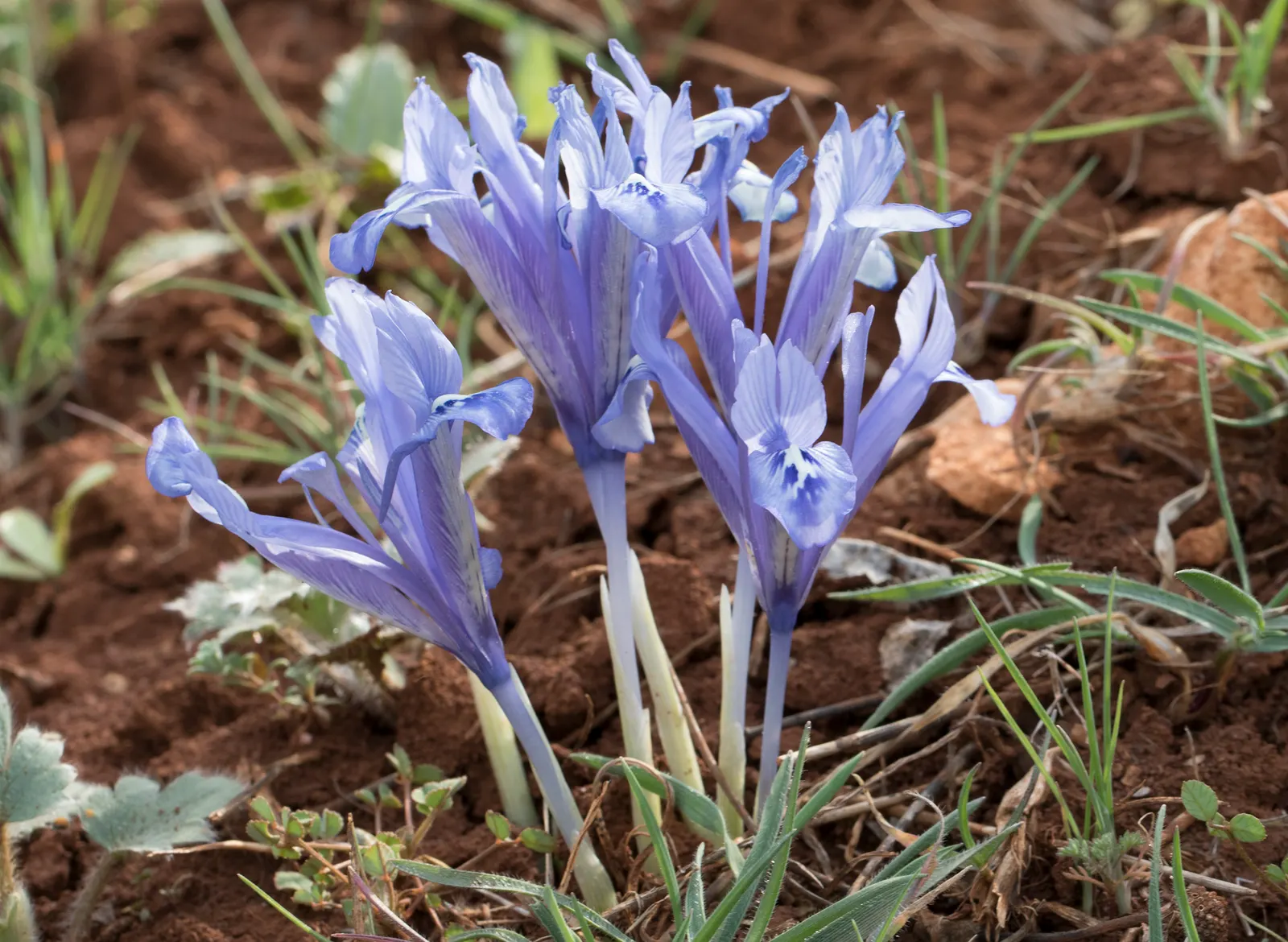Reticulated Iris (Iris Reticulata) — Hardy in zones 4 through 9, it naturalizes well, ensuring yearly displays; clumping form of the foliage, image 50