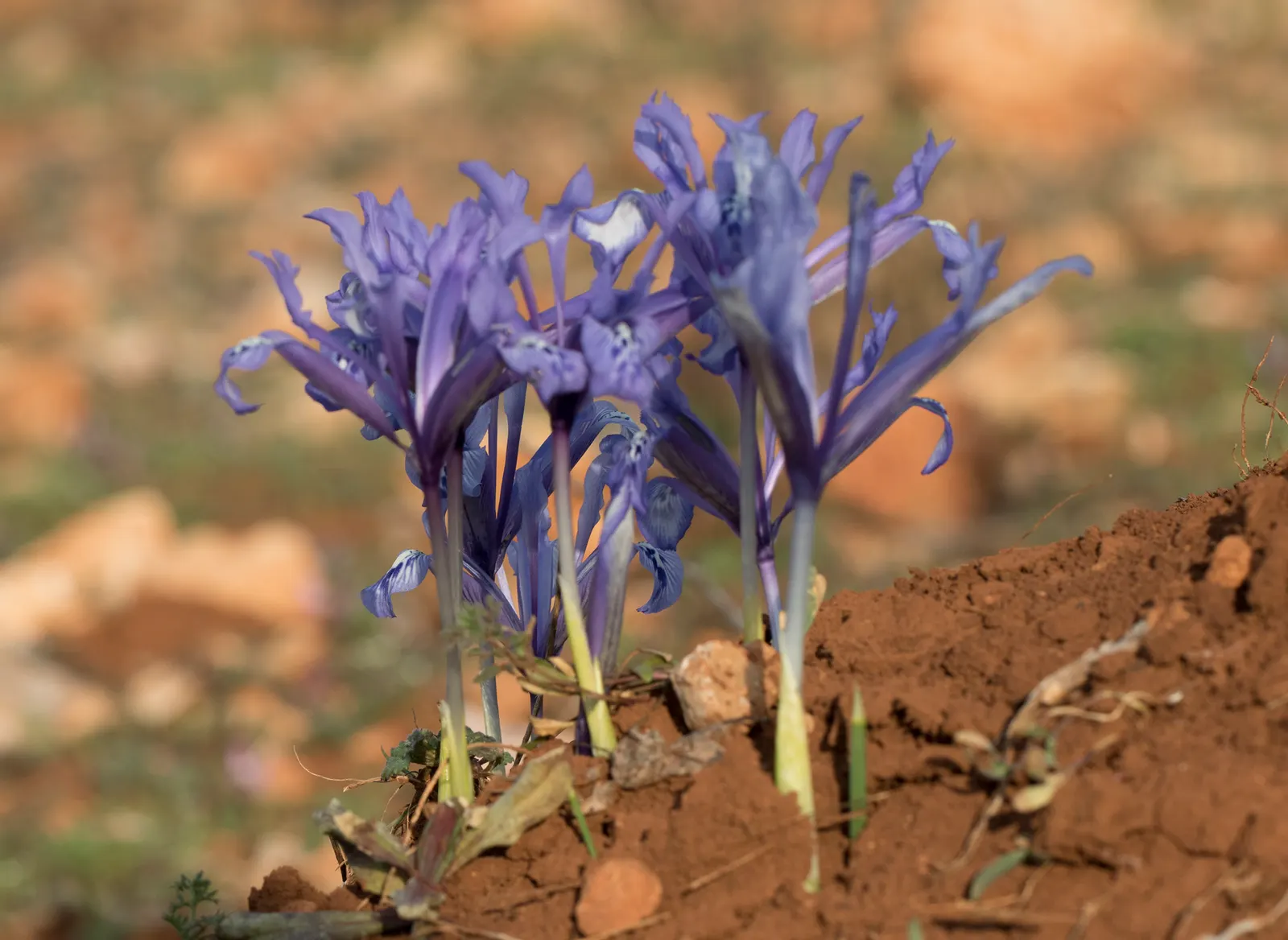 Reticulated Iris (Iris Reticulata) — a magnificent early spring bloomer; offers a splendid burst of color to any landscape design