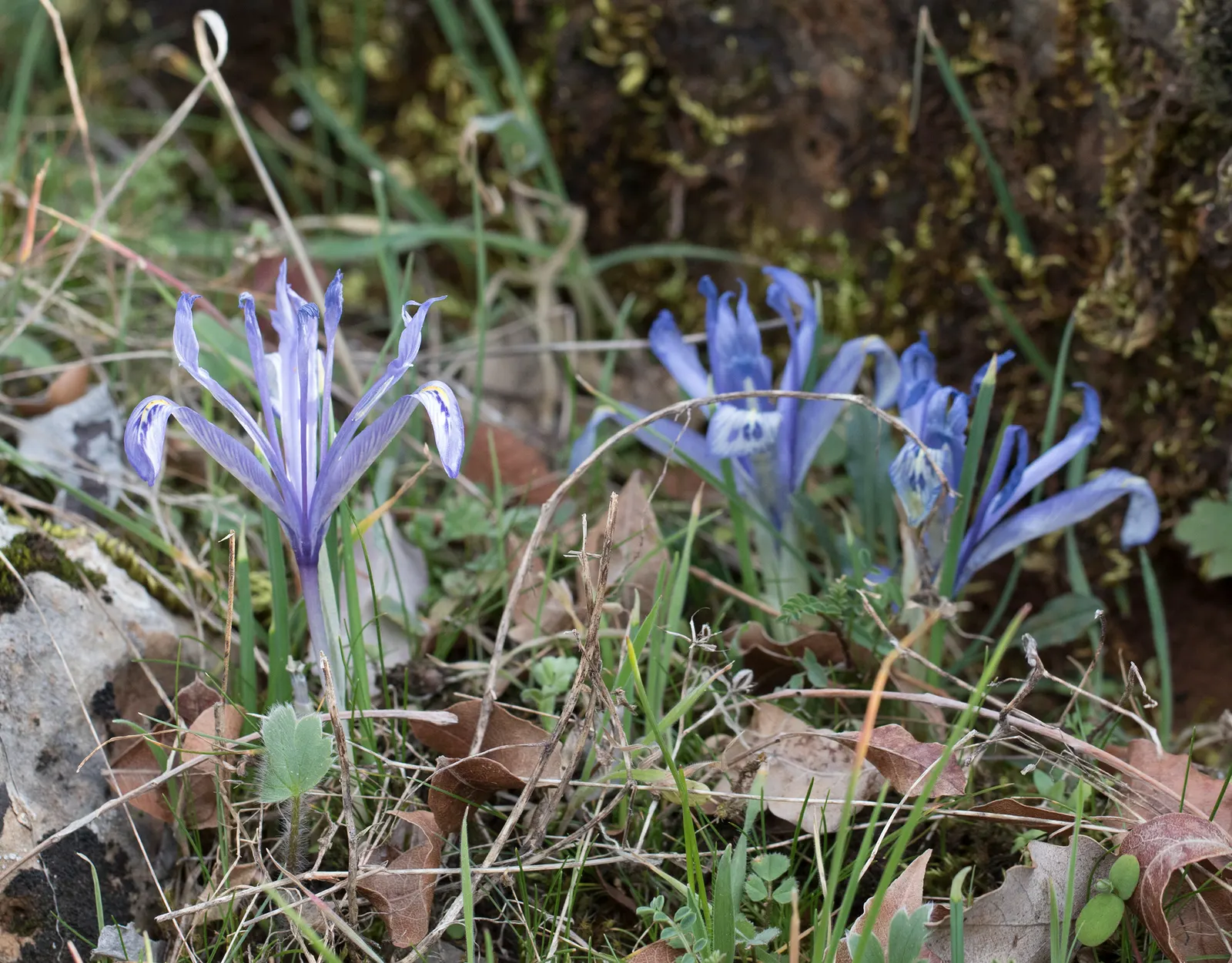 Reticulated Iris (Iris Reticulata) — The Reticulated Iris is hardy in USDA zones 5 through 9; to ensure a vivid display come springtime, image 59