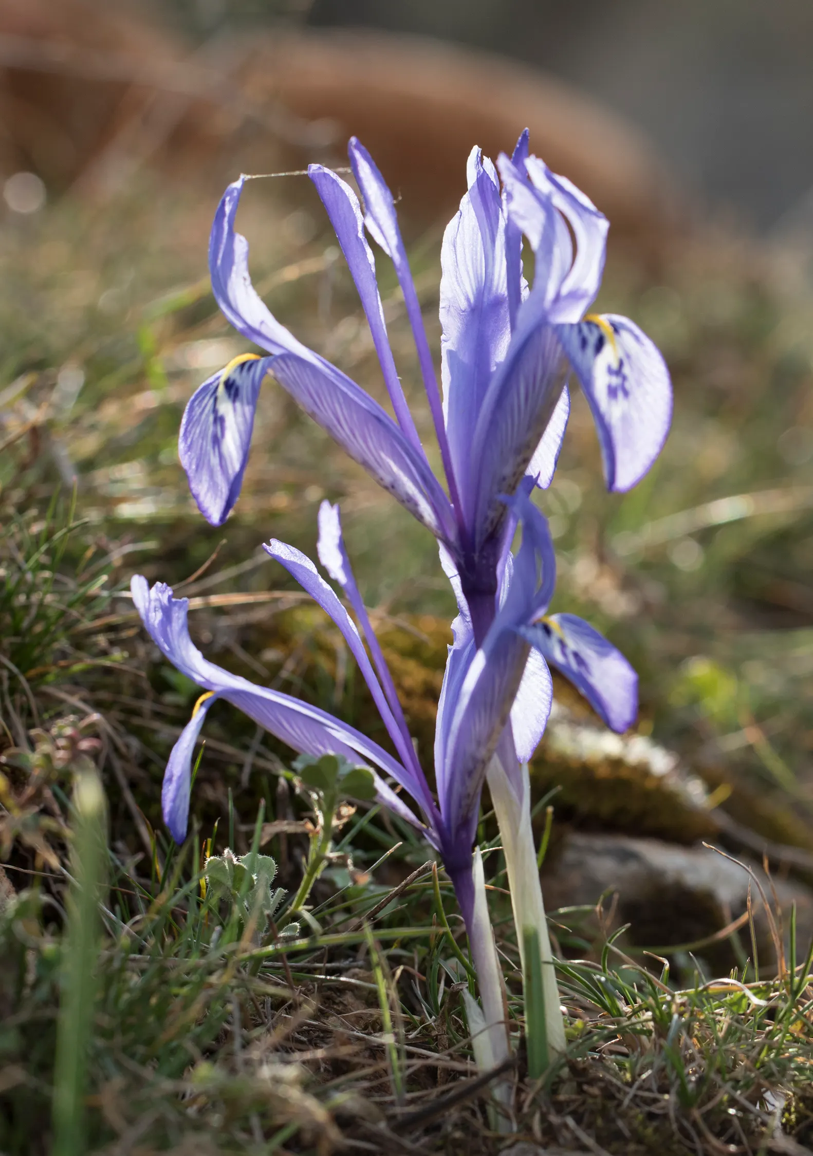 Reticulated Iris (Iris Reticulata) — clumping form of the foliage