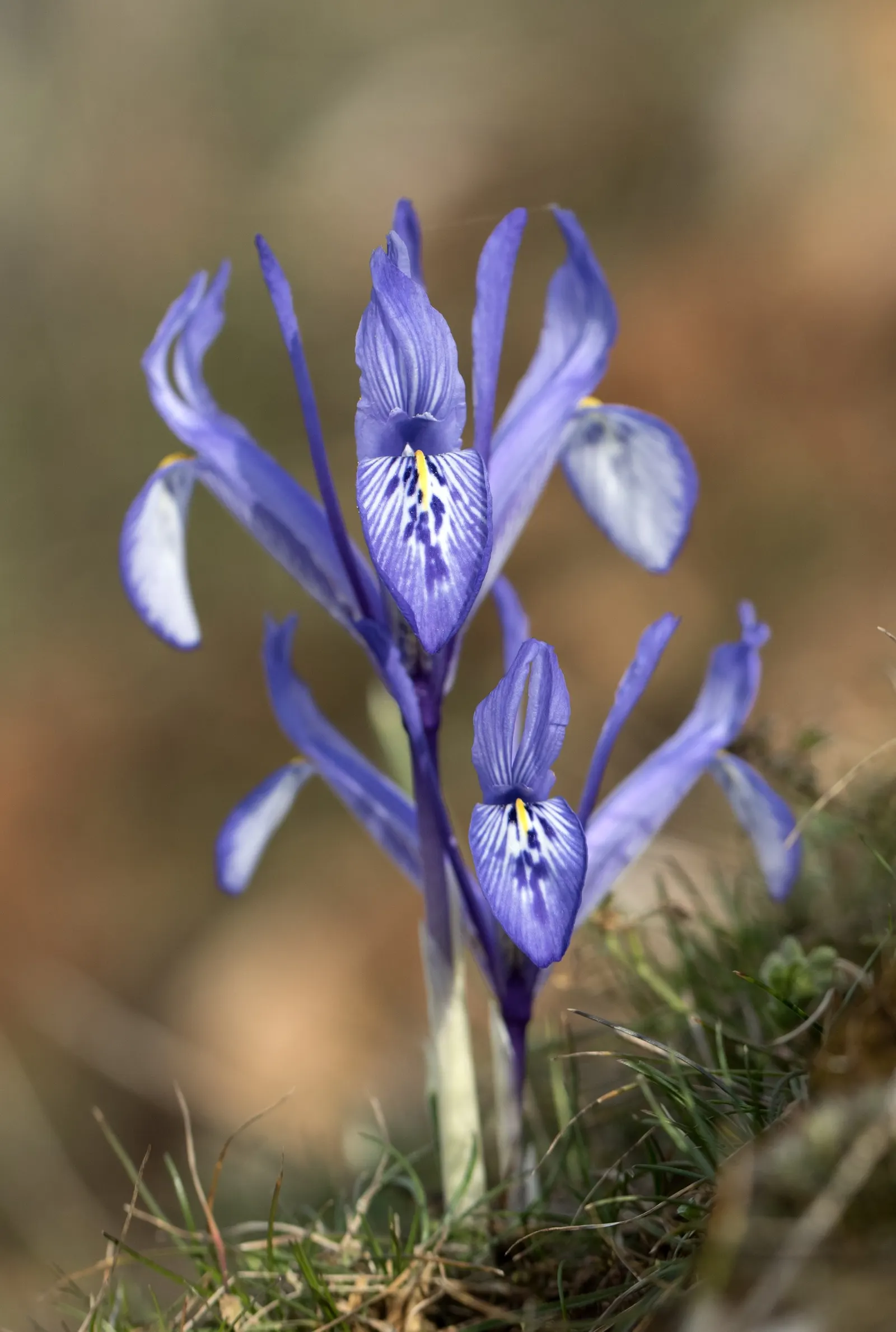 Reticulated Iris (Iris Reticulata) — blue flowers in the garden; ideal for rock gardens and borders, it offers an early pop of color