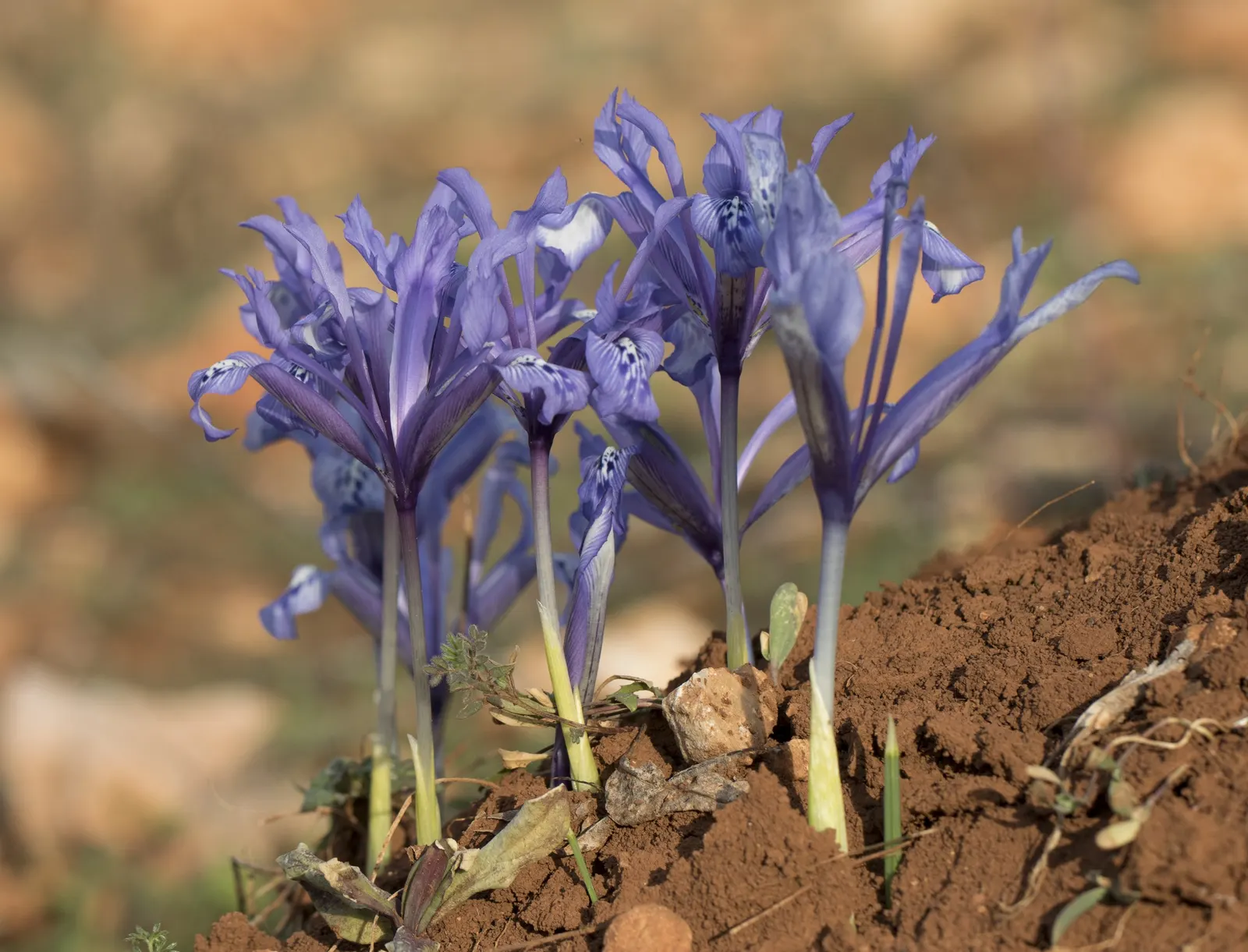 Reticulated Iris (Iris Reticulata) — treasured for its striking purple-blue flowers; this bulbous perennial is renowned for its striking, image 46
