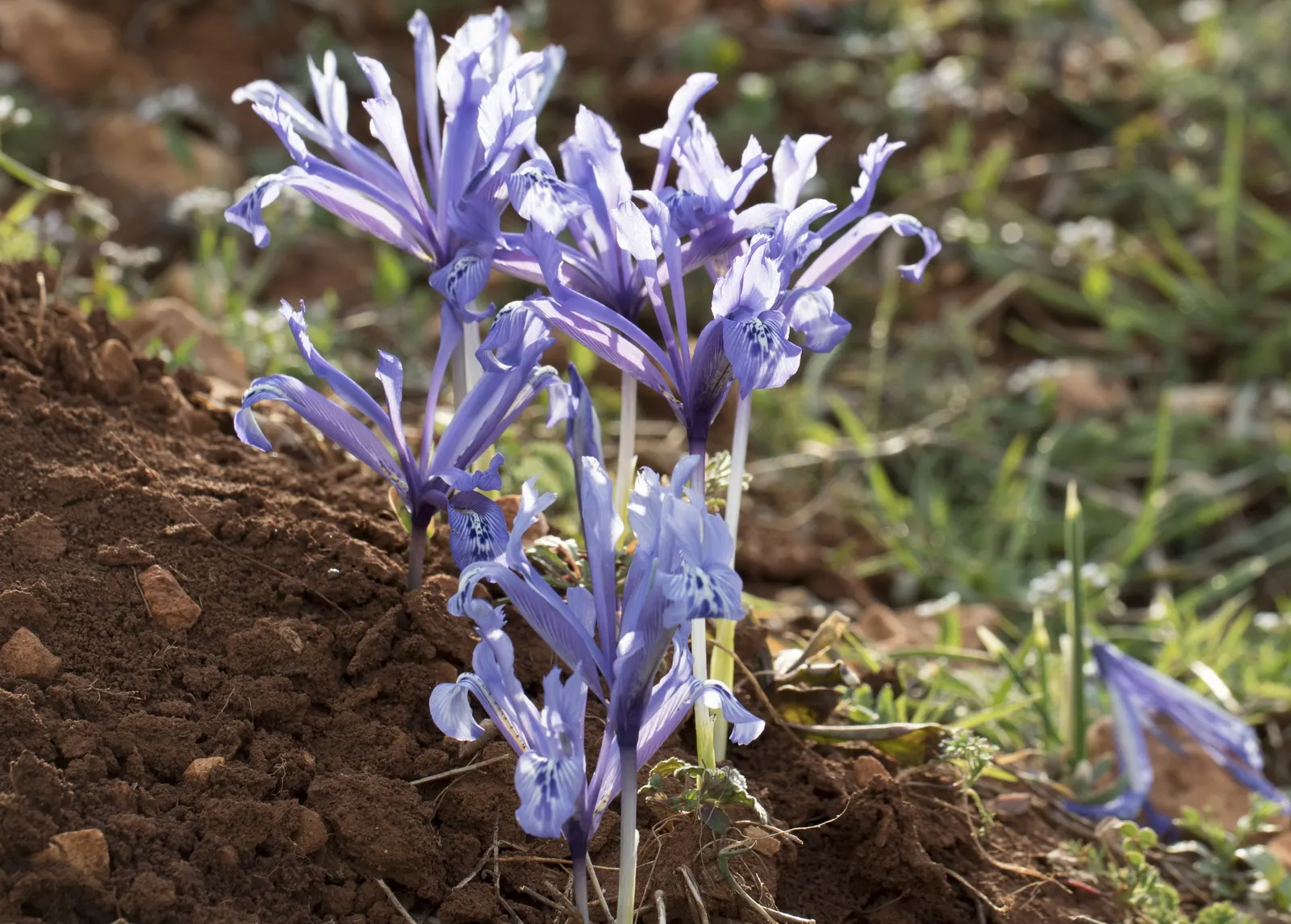Reticulated Iris (Iris Reticulata) — Minimal maintenance is required, just ensure to avoid overly wet conditions, which can lead to bulb rot; blue flowers in