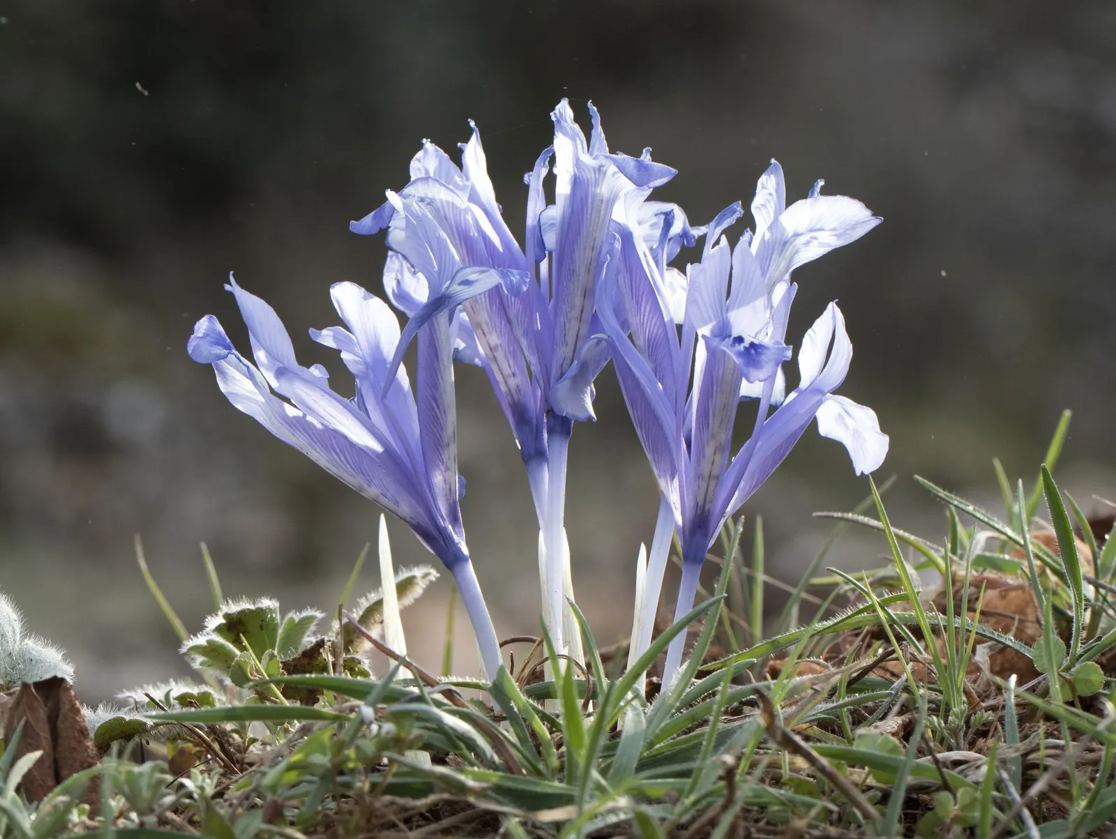 Reticulated Iris (Iris Reticulata) — about 3 to 4 inches deep and 3 inches apart; perennial for full or half