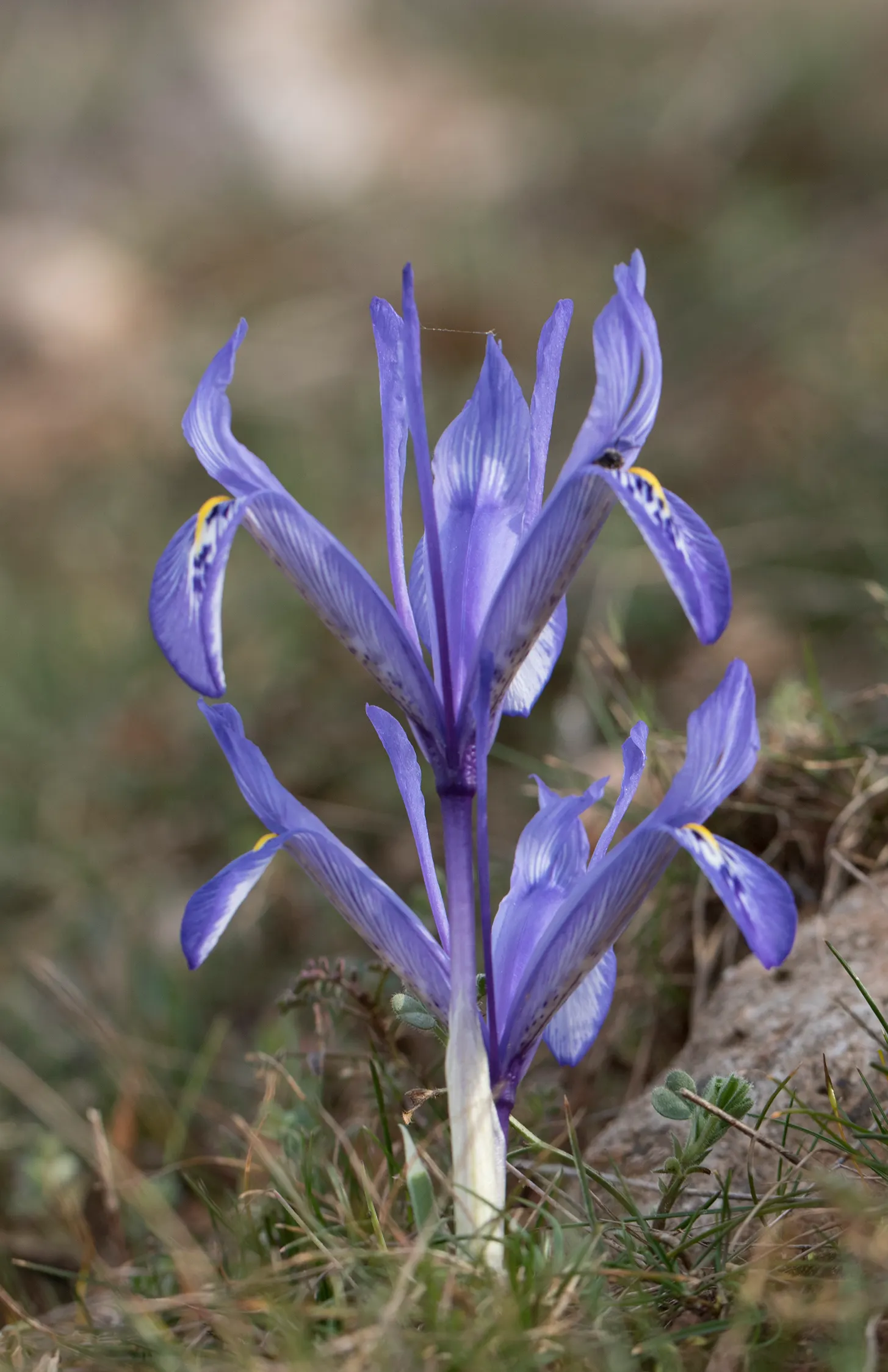 Reticulated Iris (Iris Reticulata) — The Reticulated Iris (Iris reticulata); treasured for its striking purple-blue flowers, image 51