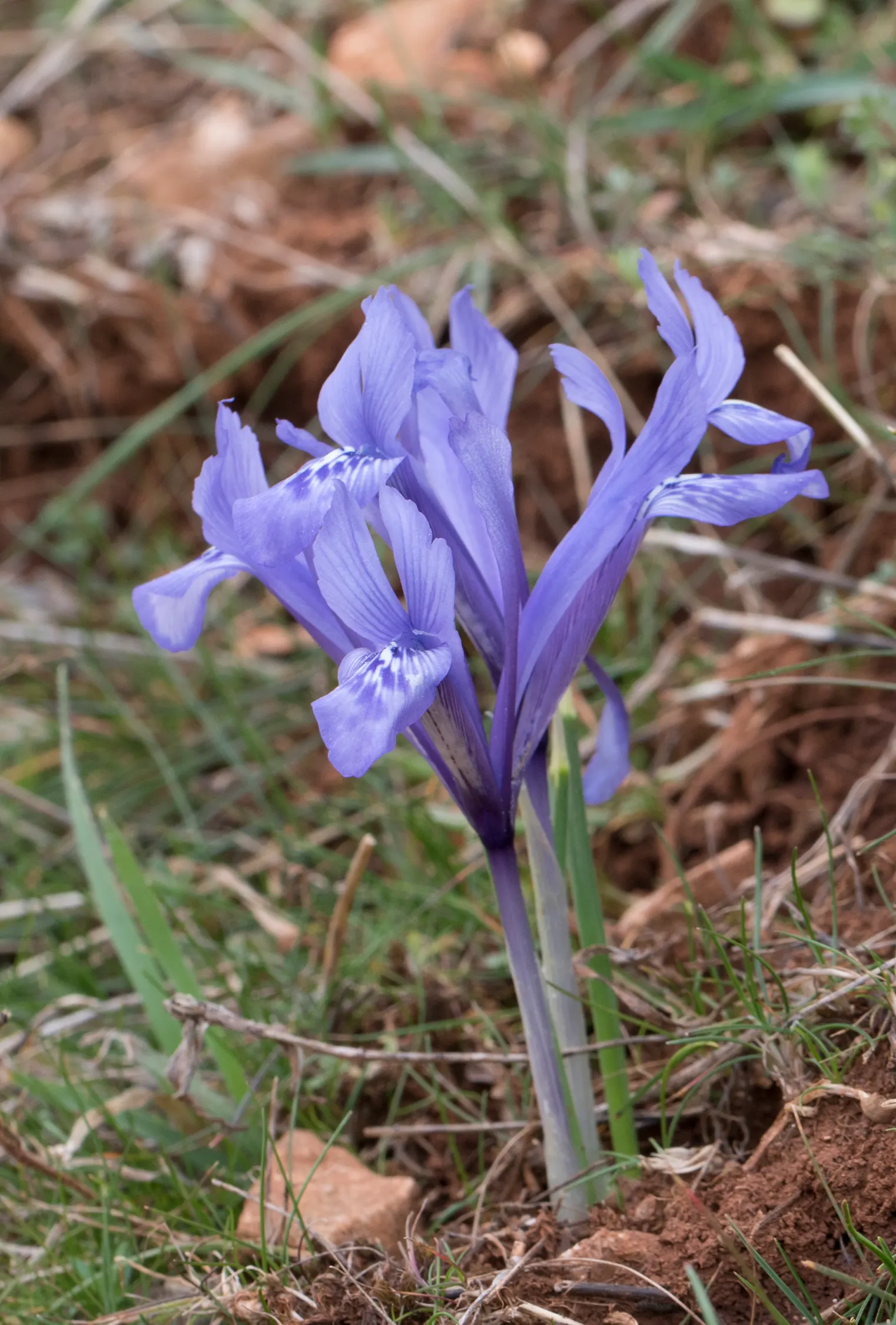 Reticulated Iris (Iris Reticulata) — this bulbous perennial is renowned for its striking
