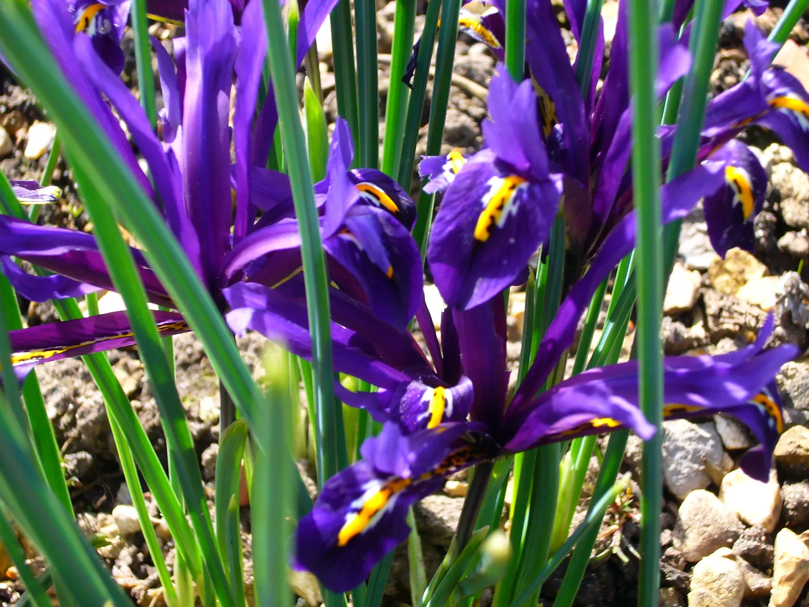 Reticulated Iris (Iris Reticulata) — This species thrives in full sun to partial shade and prefers well-drained soil; standing about 4-6 inches tall, each stem