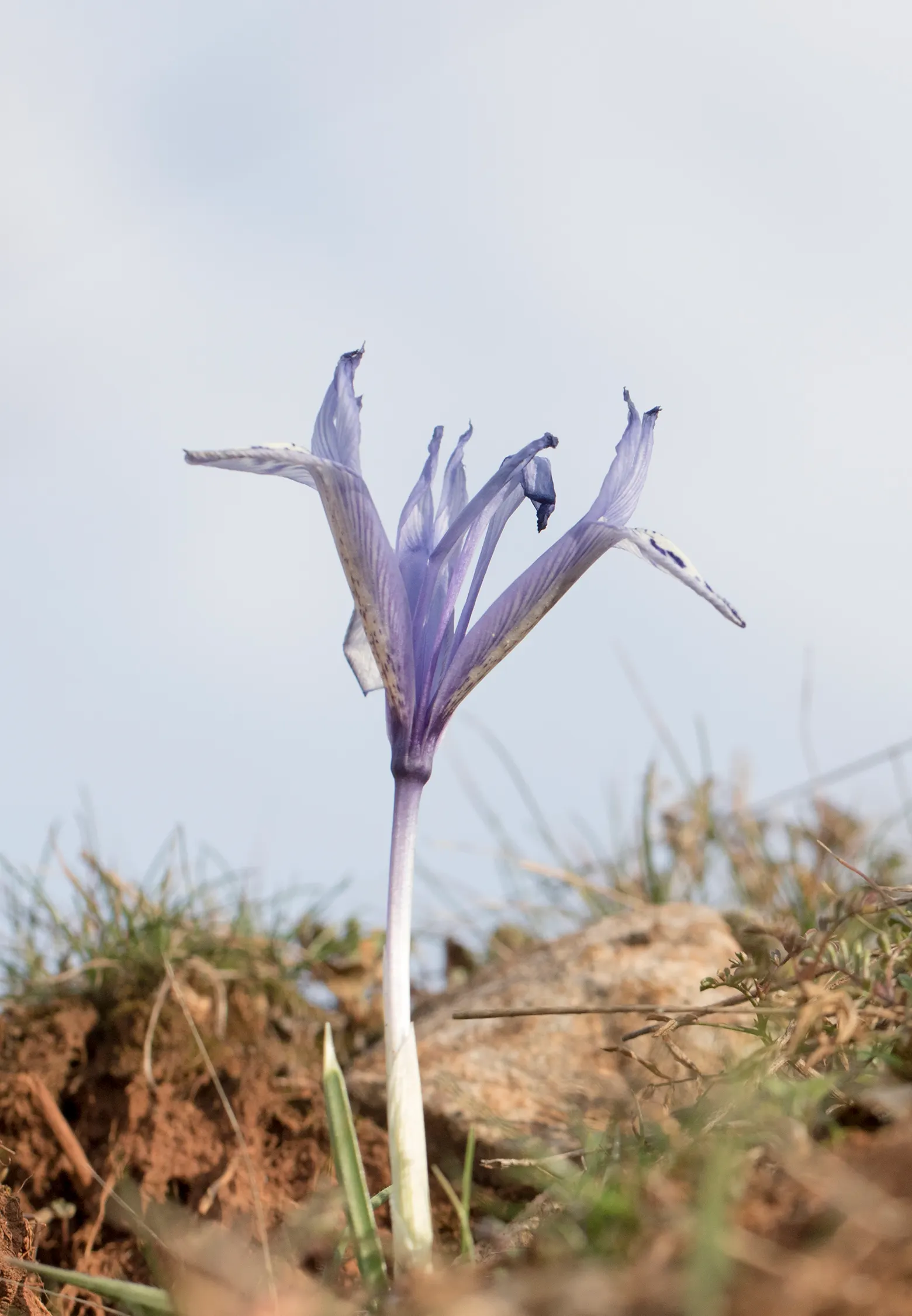 Reticulated Iris (Iris Reticulata) — to ensure a vivid display come springtime