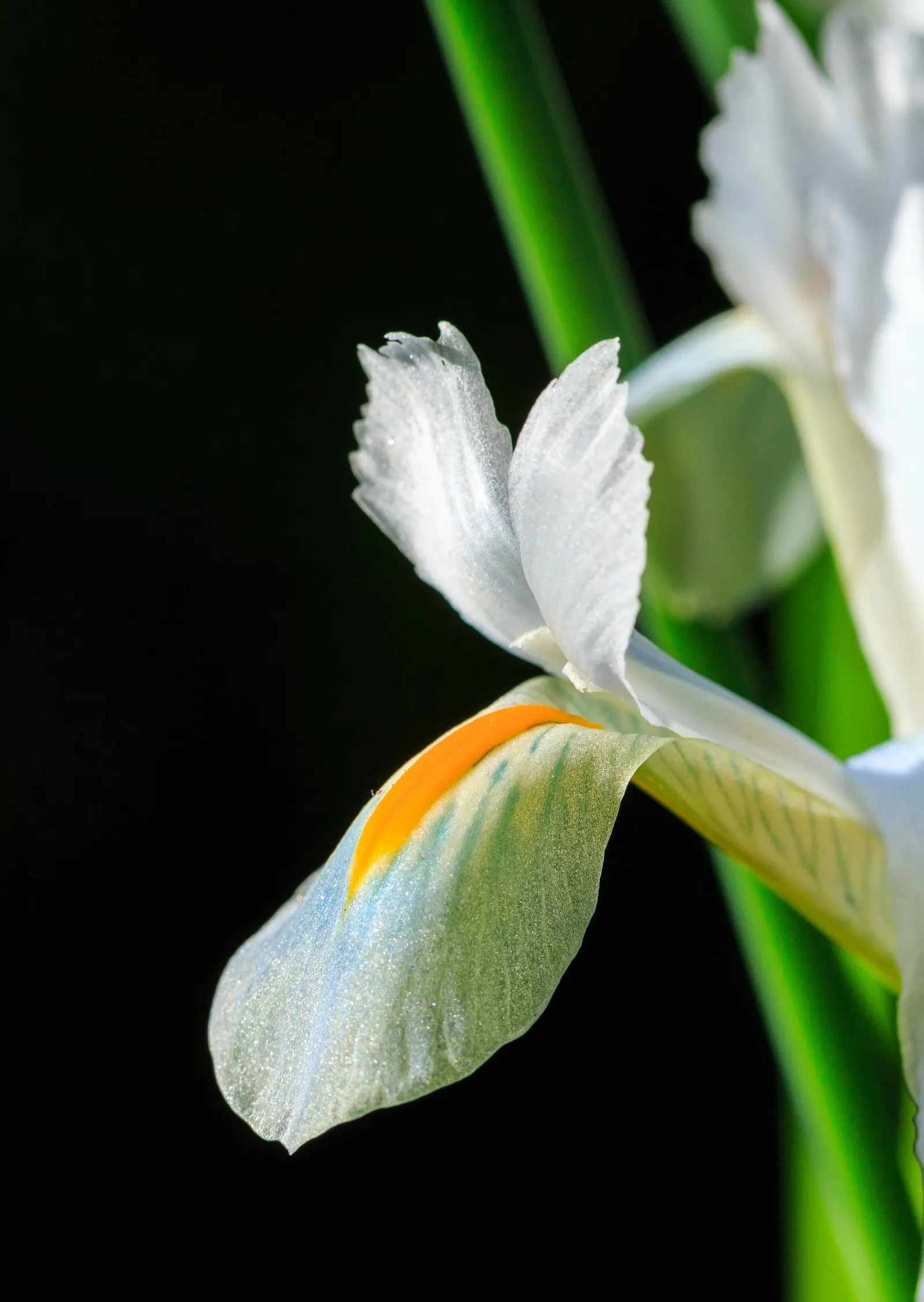 Reticulated Iris (Iris Reticulata) — The Reticulated Iris (Iris reticulata); treasured for its striking purple-blue flowers