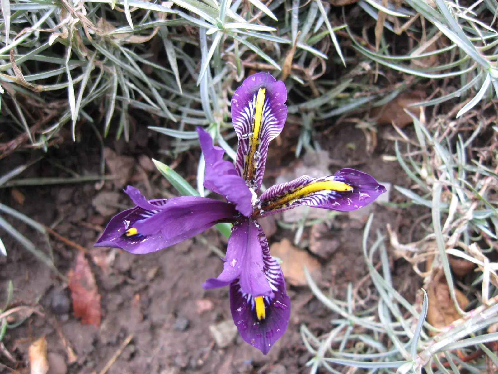 Reticulated Iris (Iris Reticulata) — consider incorporating this gem into rock gardens; perennial with blue blooms