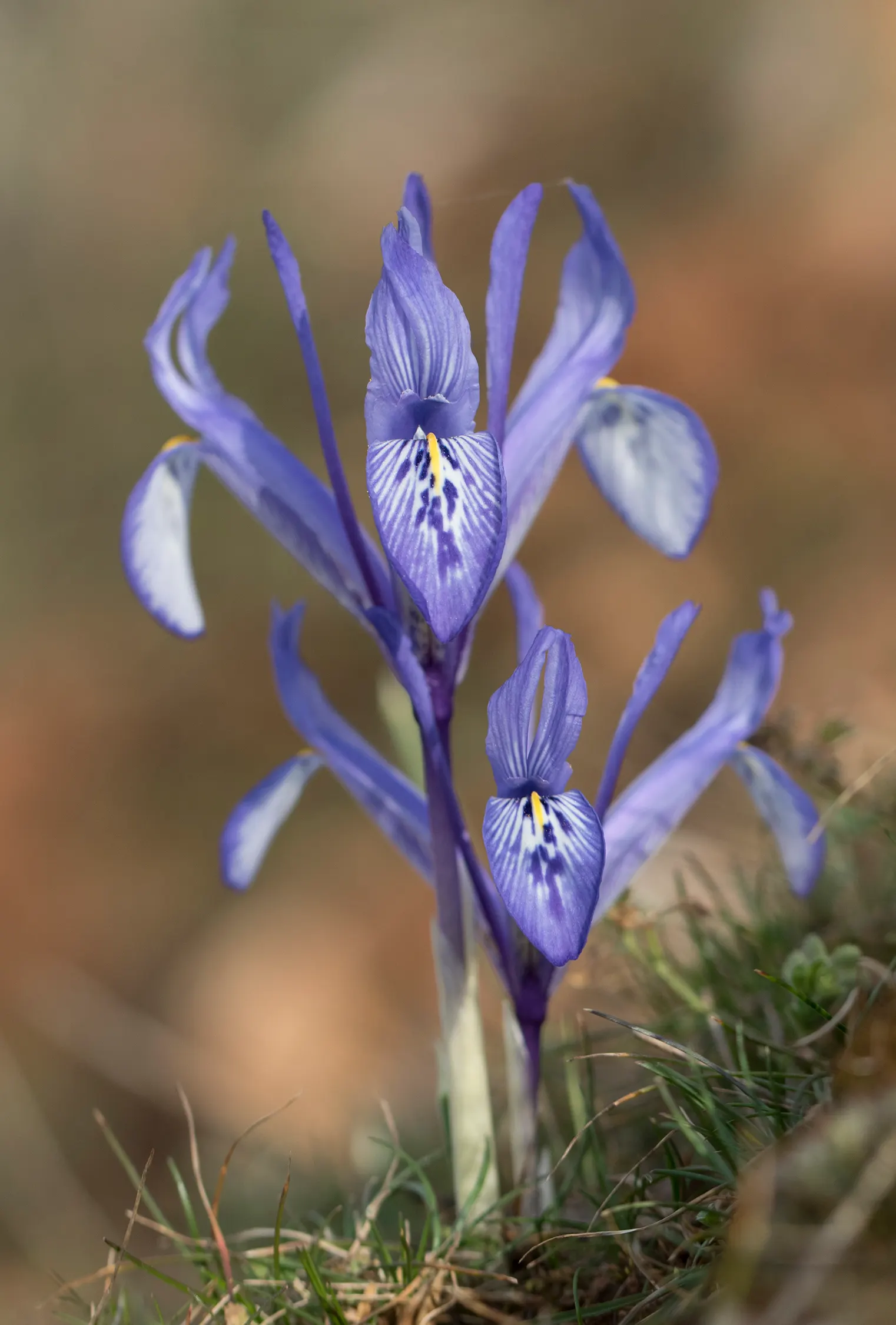 Reticulated Iris (Iris Reticulata) — offers a splendid burst of color to any landscape design; consider incorporating this gem into rock gardens
