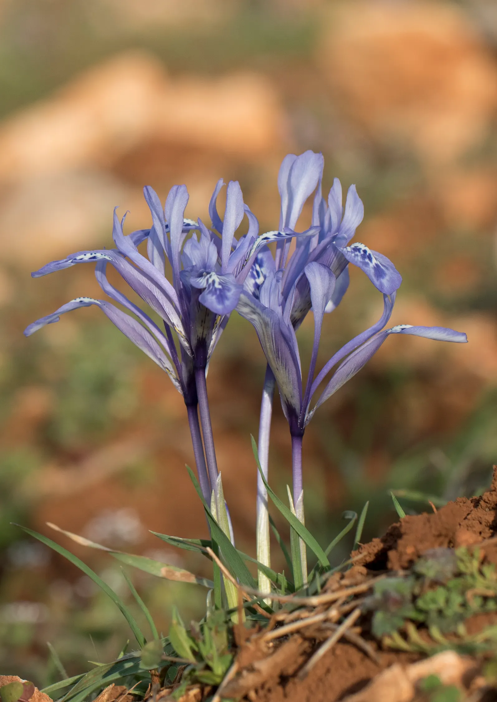 Reticulated Iris (Iris Reticulata) — Ideal for rock gardens and borders, it offers an early pop of color